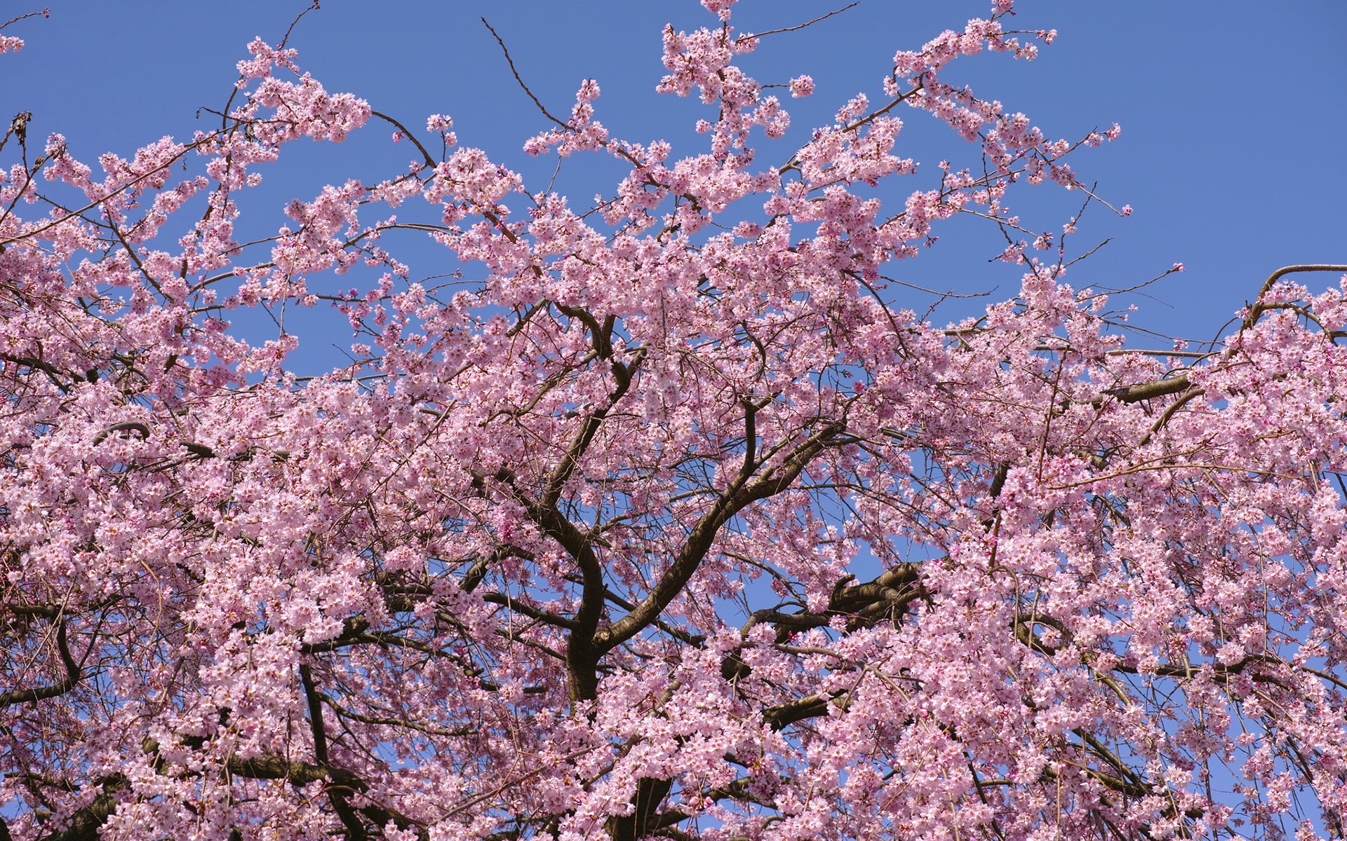 tree, cherry, flowers, 1080P, blossom, nature, blossoms, hd, HD Wallpaper