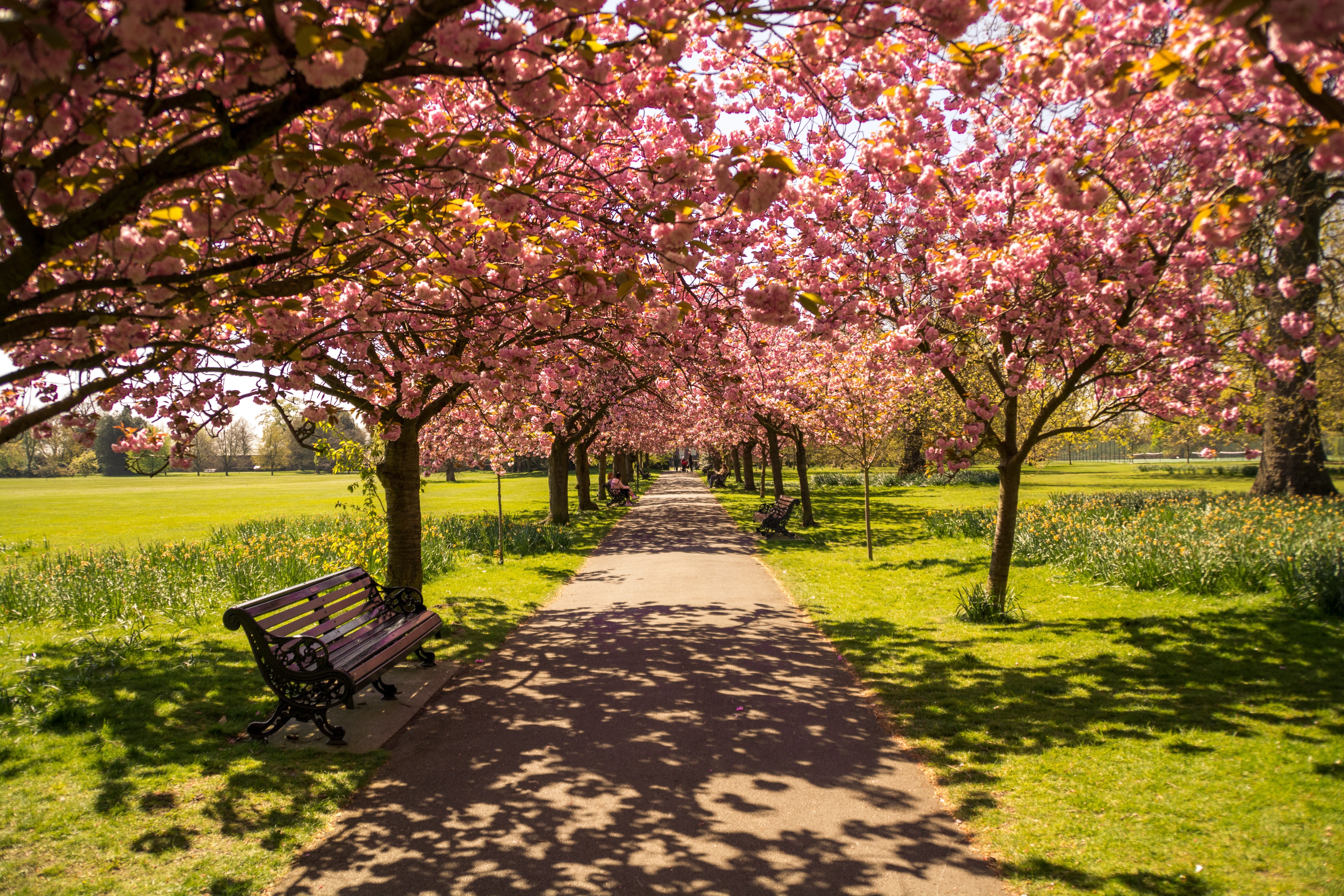 united, vivid, plant, vibrant, beauty in nature, wooden, landscape, orange, footpath, flower, capital, cherry, wooden bench, pond, bench, great, tranquility, HD Wallpaper