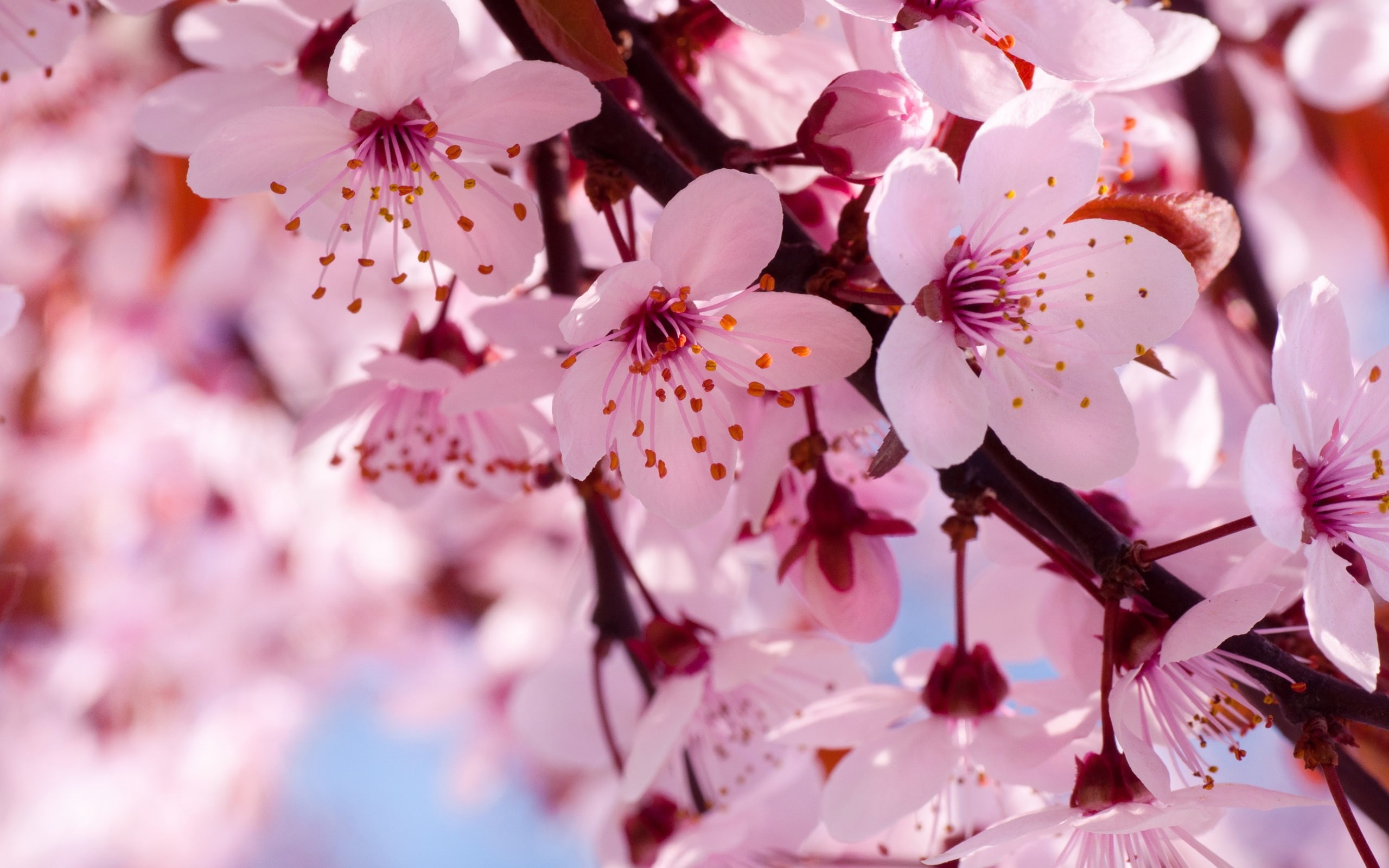 Cherry, Bloom, 2K, Blossoms, Spring, Pink, Full, Flowers, HD Wallpaper