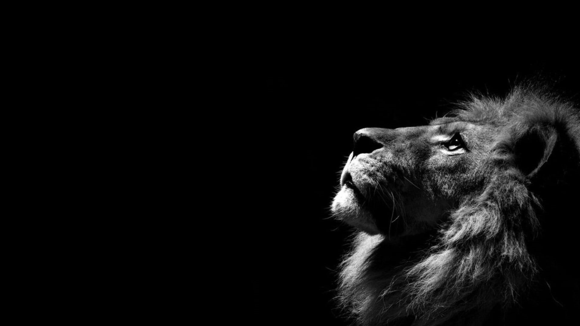 minimalism, animals in the wild, looking away, herbivorous, animal body part, black background, looking, animals, copy space, mammal, studio shot, livestock, HD Wallpaper