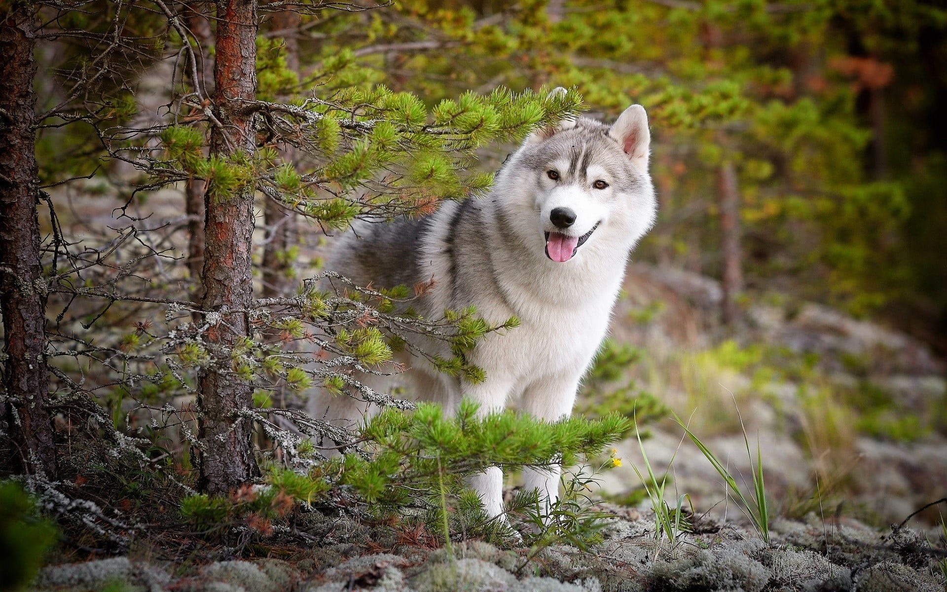 tree, outdoors, wolf, animals, black, day, sled dog, siberian husky, siberian, domestic, domestic animals, nature, pets, adult, vertebrate, trees, forest, HD Wallpaper