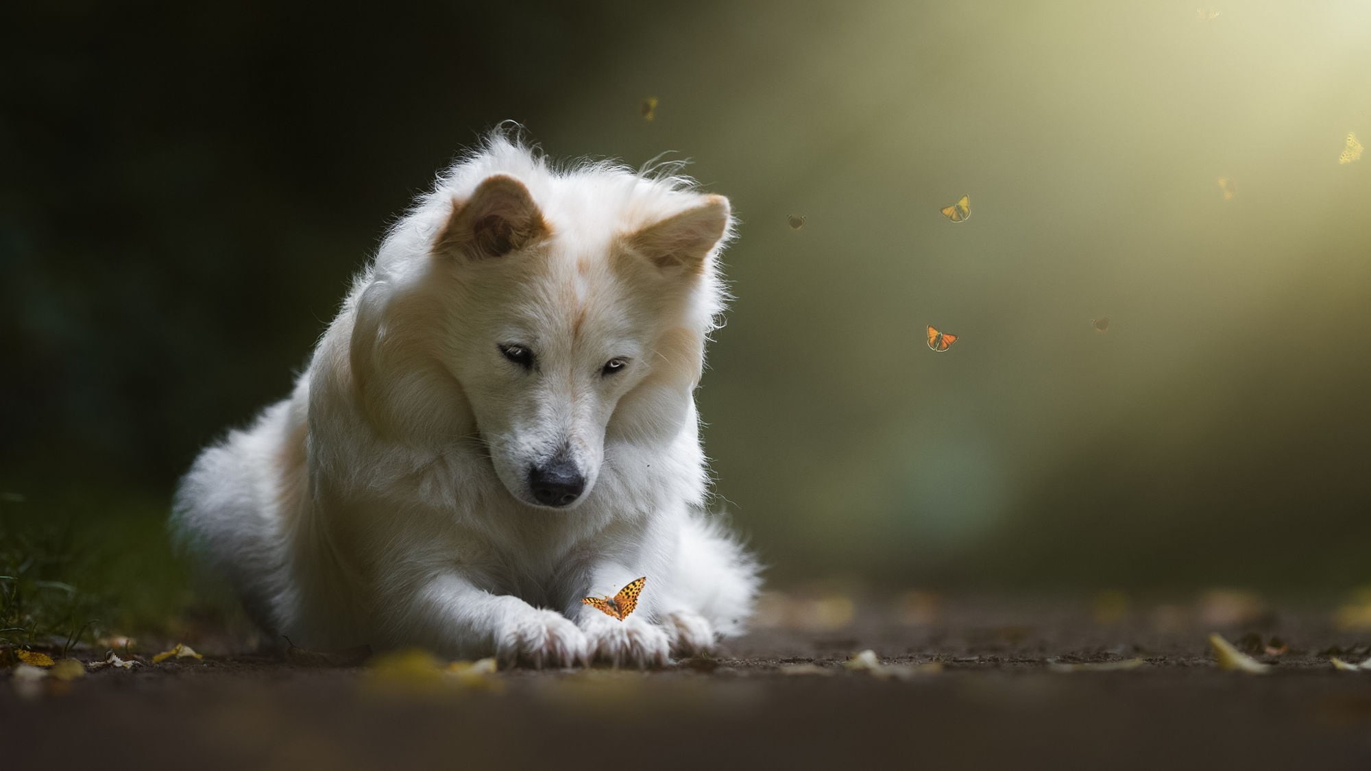 selective focus, looking away, wolf, butterfly, day, nature, mammal, domestic, animal themes, vertebrate, animal, close-up, one animal, outdoors, pets, HD Wallpaper