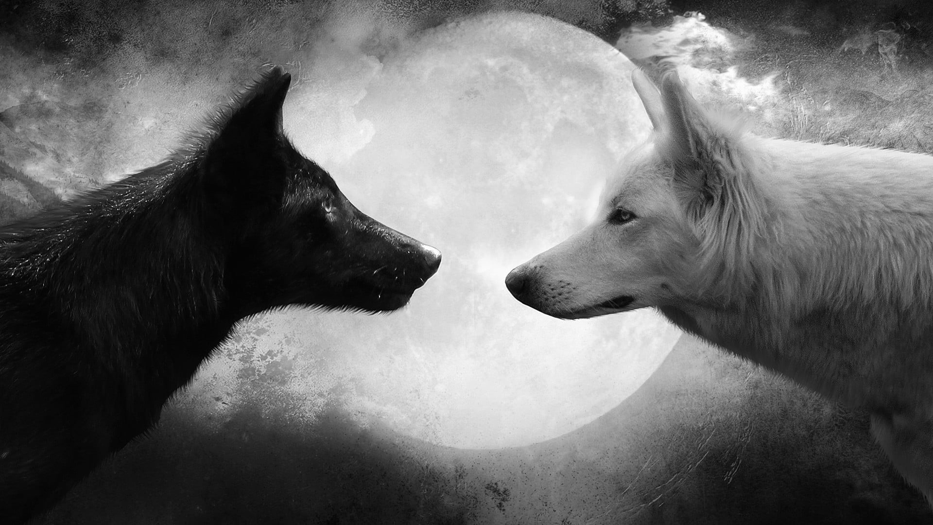 pets, dog, domestic, group of animals, artwork, nature, 1080P, monochrome, digital, white, animal, vertebrate, no people, wolf, face to face, cold temperature, HD Wallpaper