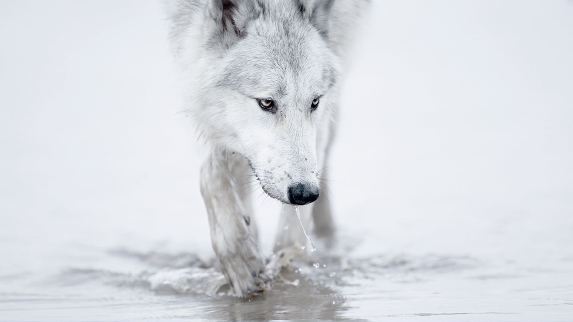 mammal, 1080P, water, snow, no people, animal, animal body part, one animal, wolf, day, cold temperature, animal wildlife, animal themes, vertebrate, animals, HD Wallpaper