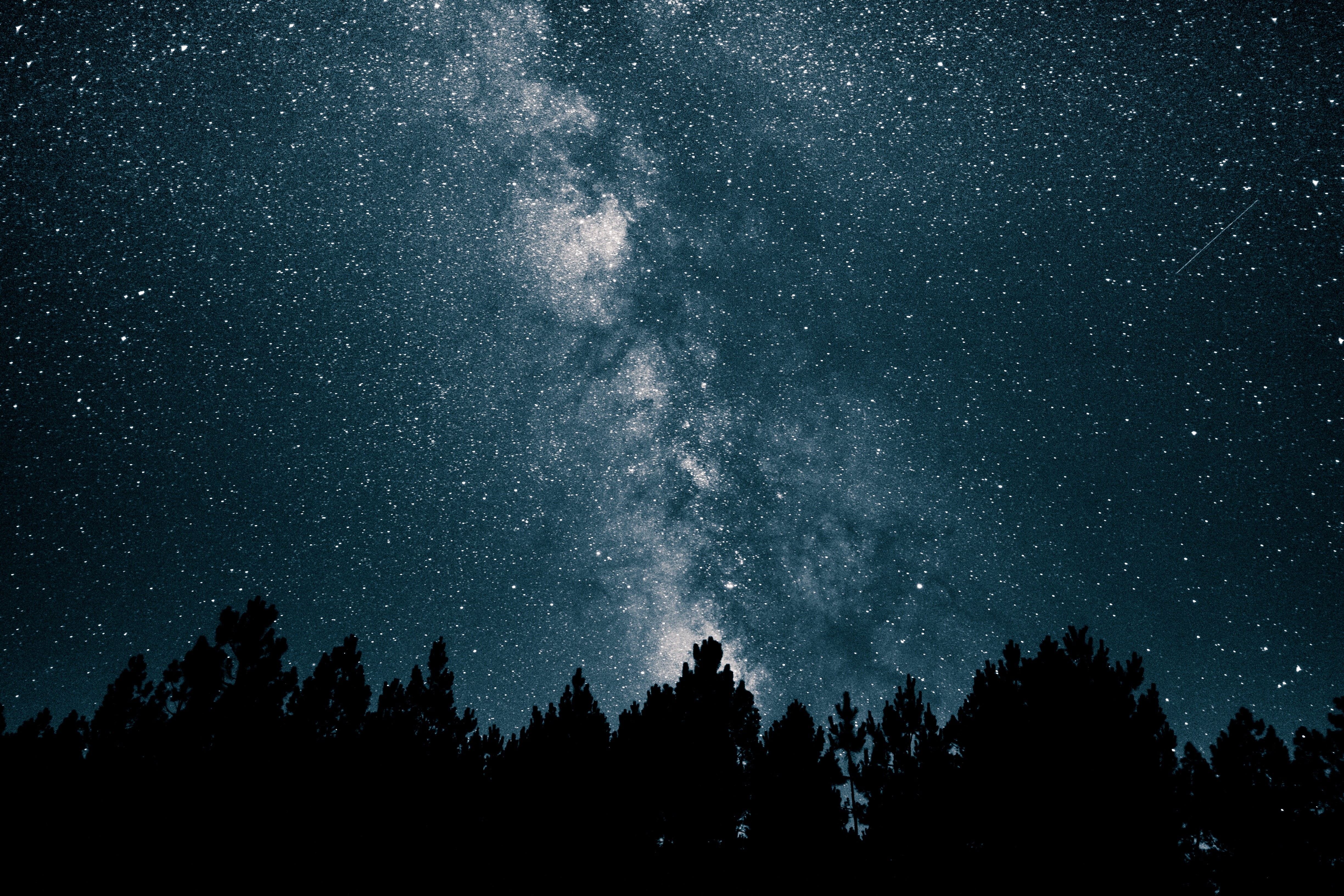 plant, dark, stars, scenics - nature, astronomy, space and astronomy, milky Way, star, 4K, black Color, tree, galaxy, low angle view, star Field, nature, HD Wallpaper