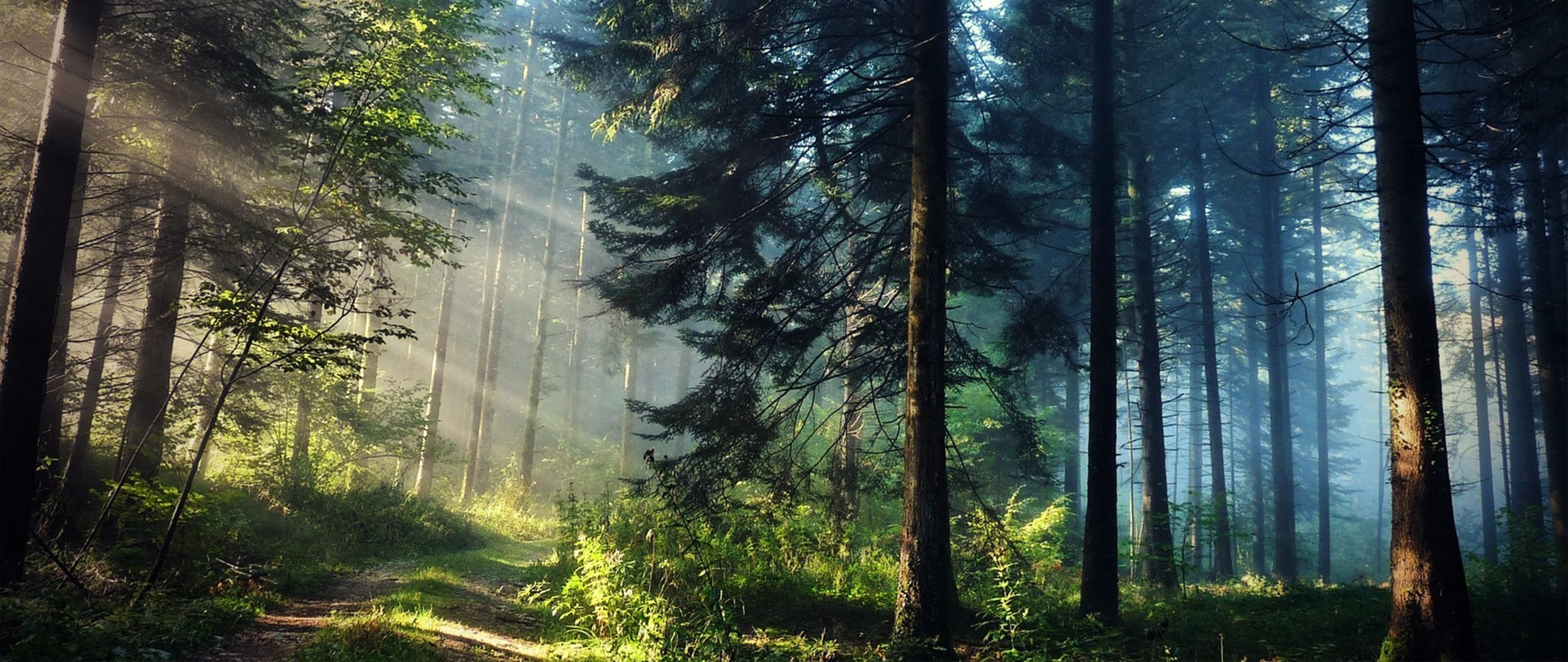 trees, ultra-wide, forest, sun rays, nature, photography, 2K, HD Wallpaper