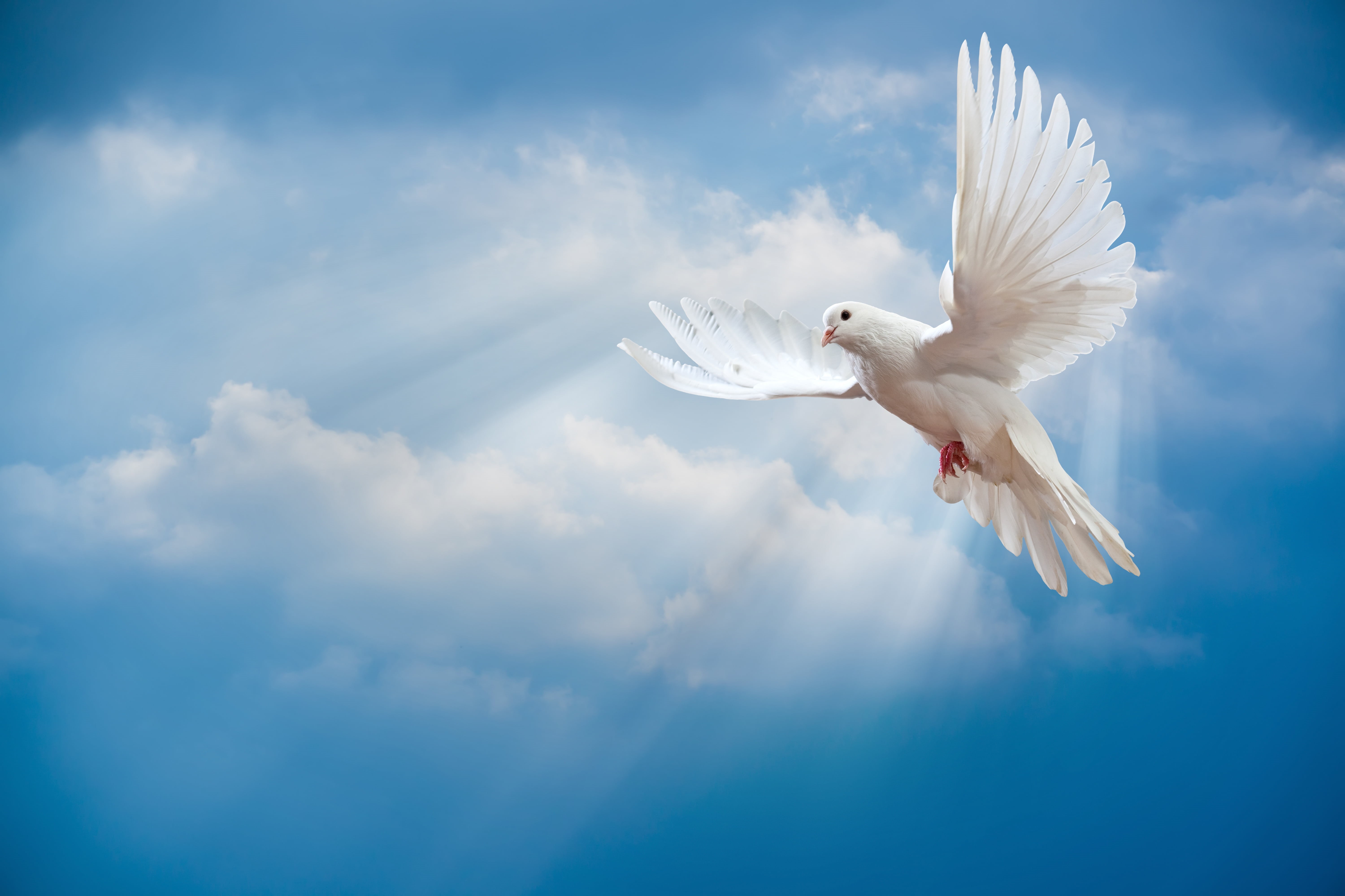 outdoors, wildlife, motion, animals In The Wild, day, peace, the sky, blue, sky, symbol, seagull, bird, feather, animal wildlife, sunrays, spread wings, HD Wallpaper