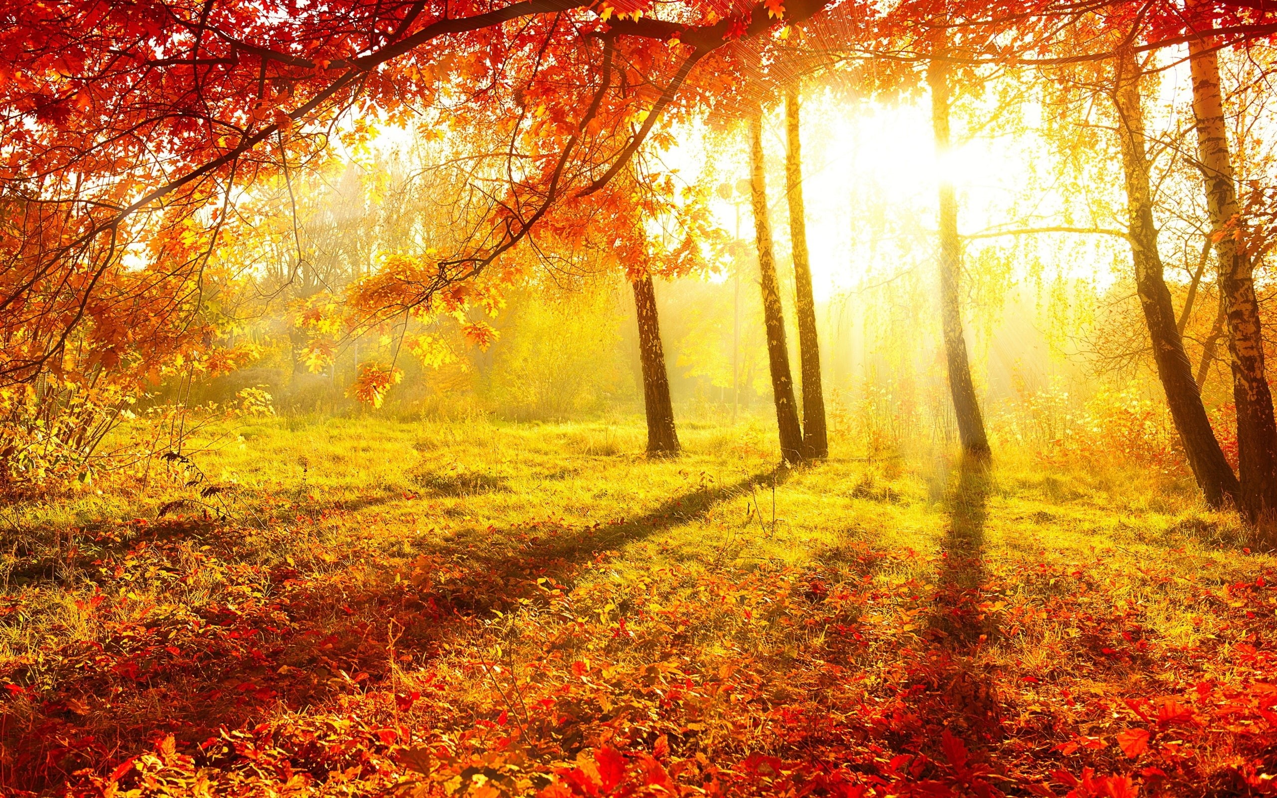 Red, Leaves, Forest, Trees, photo, Sun, daytime, Rays, Beautiful, Grass, 2K, Autumn, HD Wallpaper