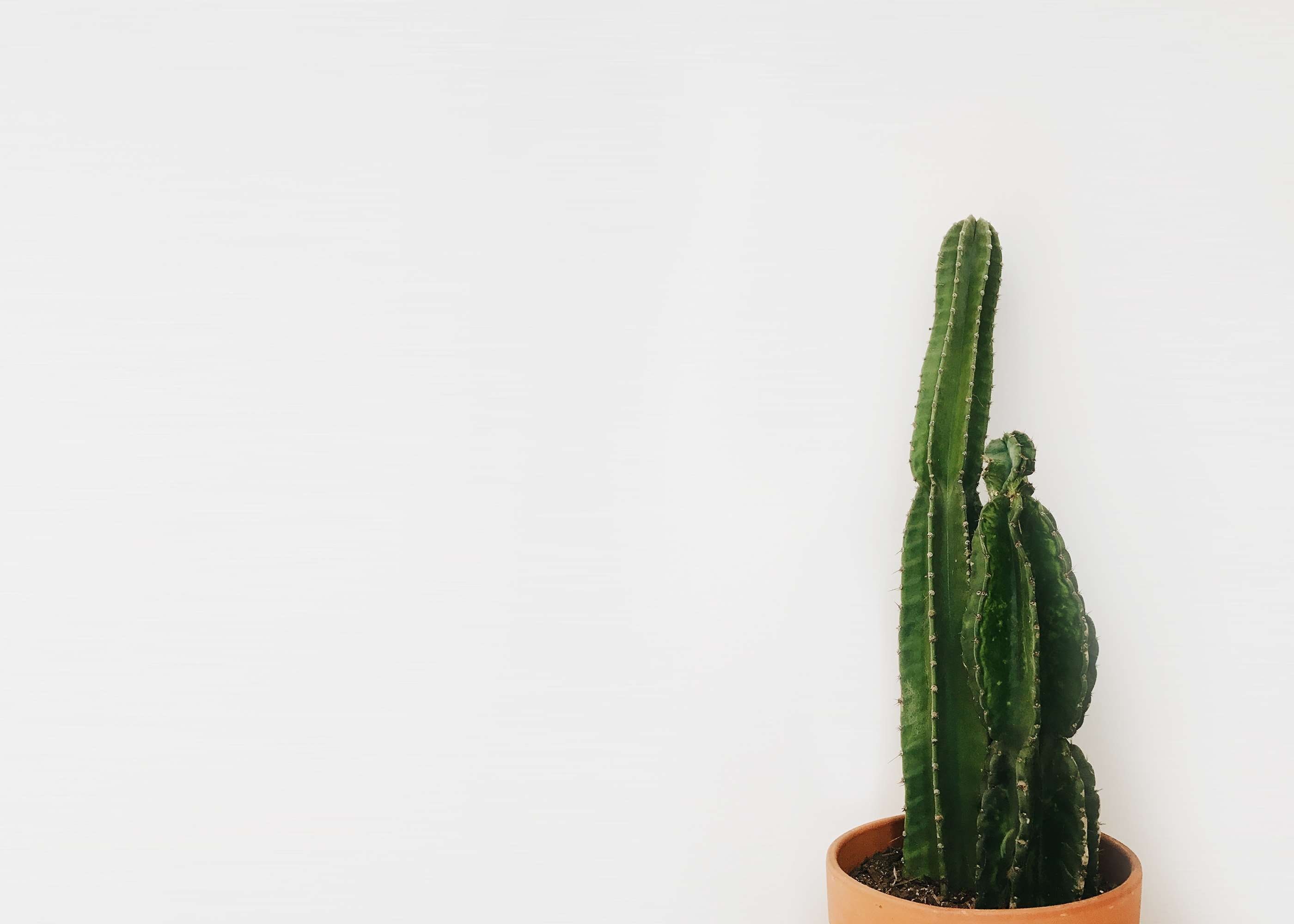 freshness, cactus plant, unrecognizable person, human finger, 2K, wellbeing, cactus, food, green color, holding, human body part, studio shot, hand, copy space, HD Wallpaper