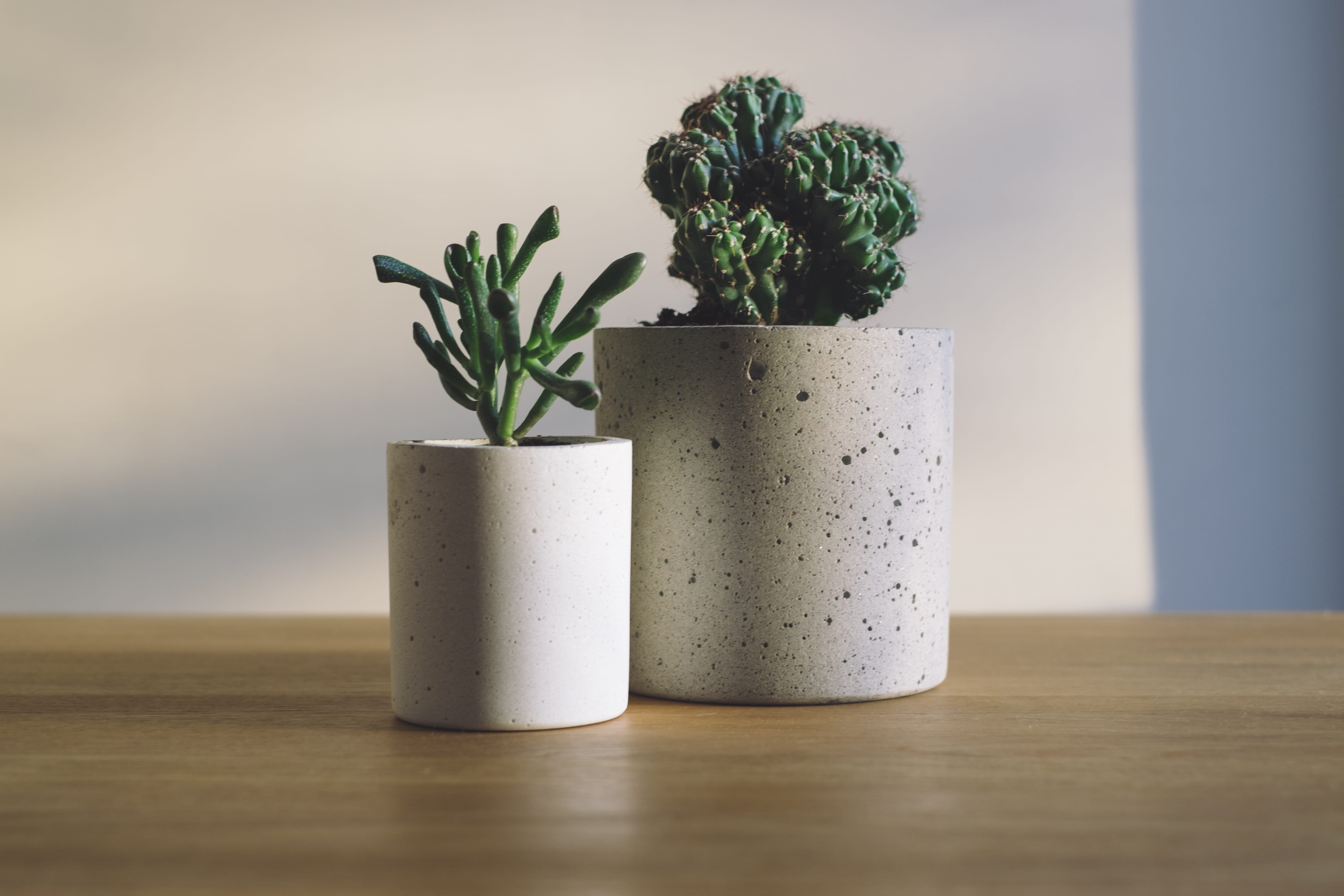 photography, green, two, concrete, green color, table, cactu, flower pot, food, cacti, herb, 4K, day, cactus, healthy eating, wood - material, no people, HD Wallpaper