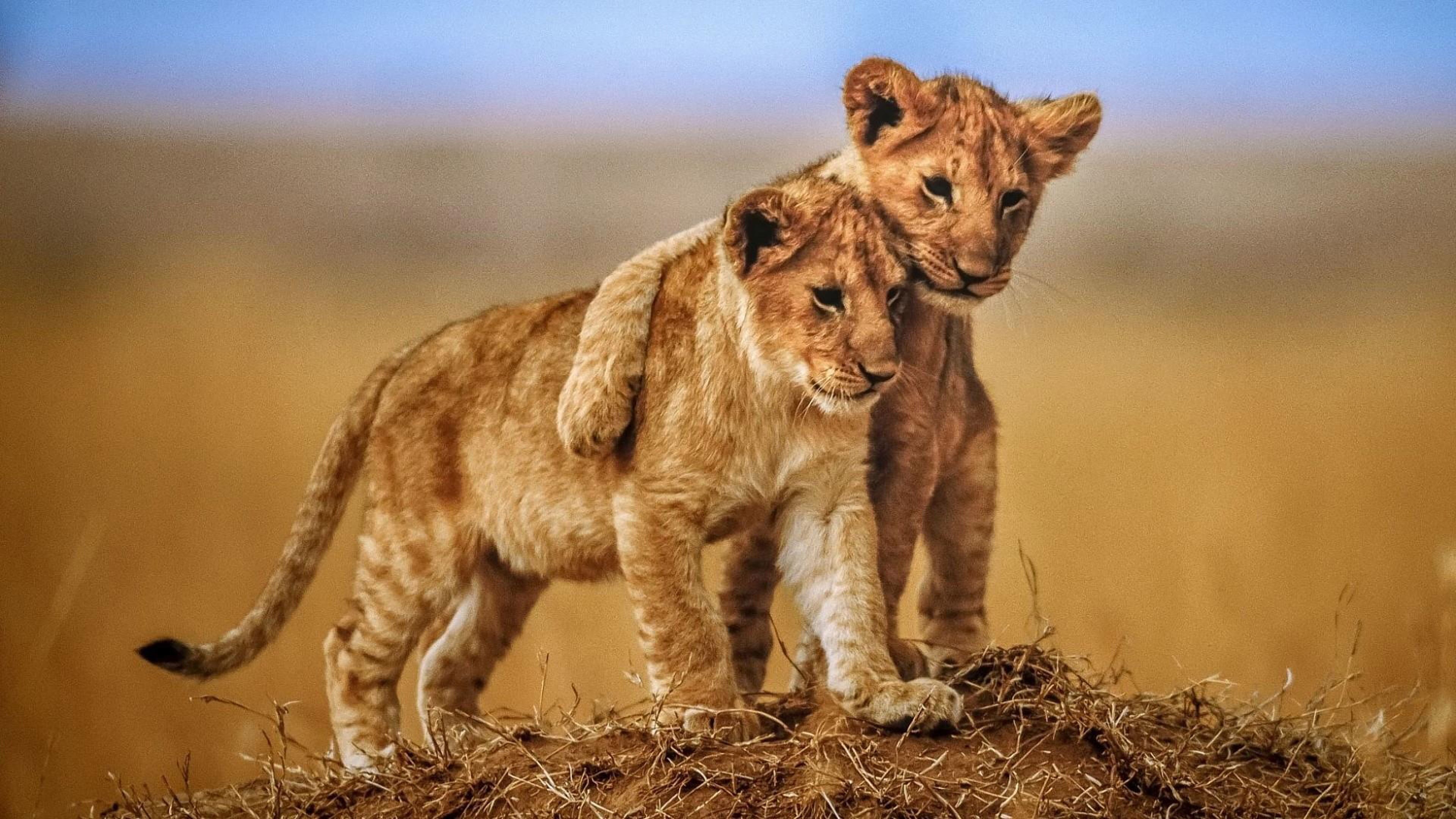 mobile, brotherly, animals in the wild, tablet, no people, phones, group of animals, female animal, animals, love, cat, photo, lion - feline, laptop, hd, HD Wallpaper
