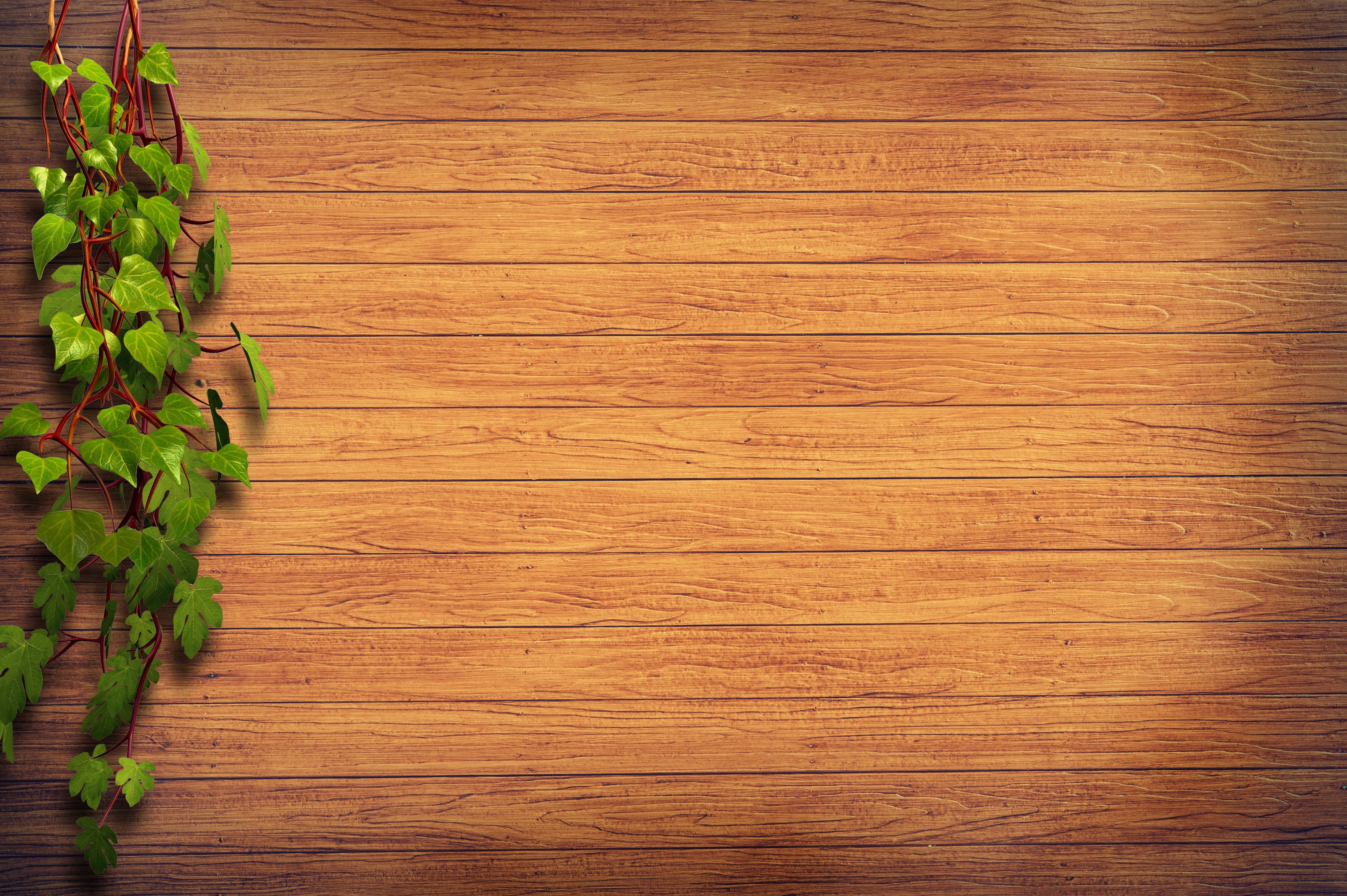 table, wood fence, high angle view, wall, ivy, plant, 4K, indoors, wood - material, copy space, green color, no people, herb, freshness, rustic, directly above, HD Wallpaper