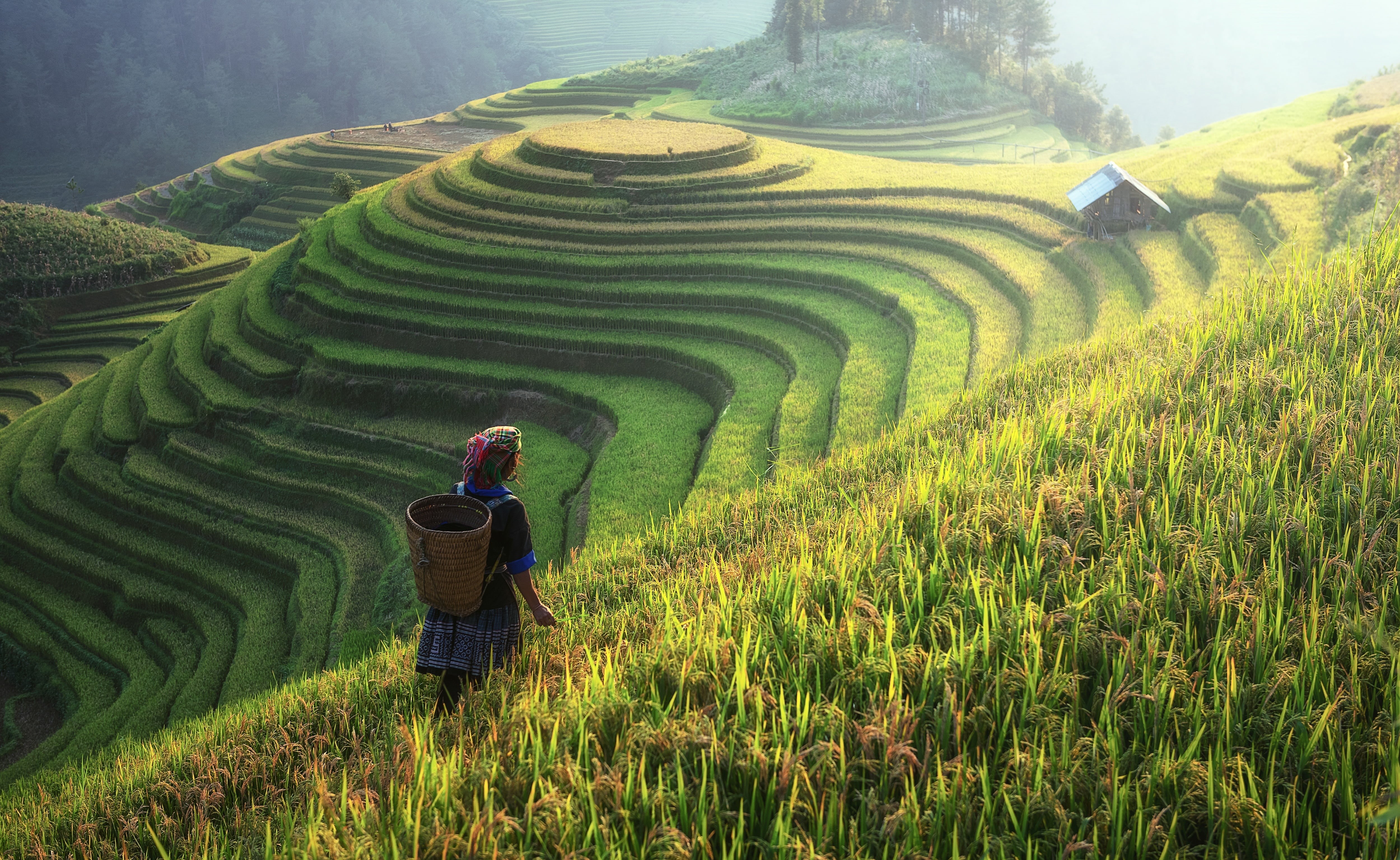 rural scene, filipino, the village, home, scenics - nature, grass, food, adult, colorful, the world, nature, growth, tour, traditional, landscape, travel, HD Wallpaper