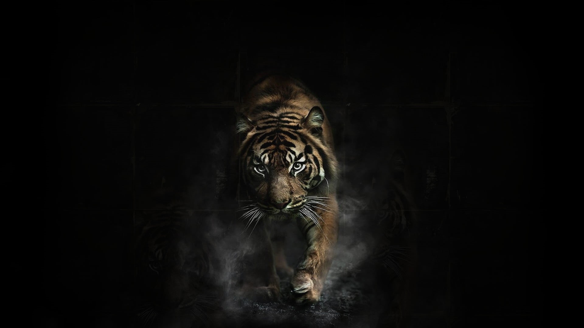 dark, animal head, portrait, one animal, whisker, animal body part, animals, cat, white tiger, animal themes, feline, aggression, indoors, animal wildlife, HD Wallpaper