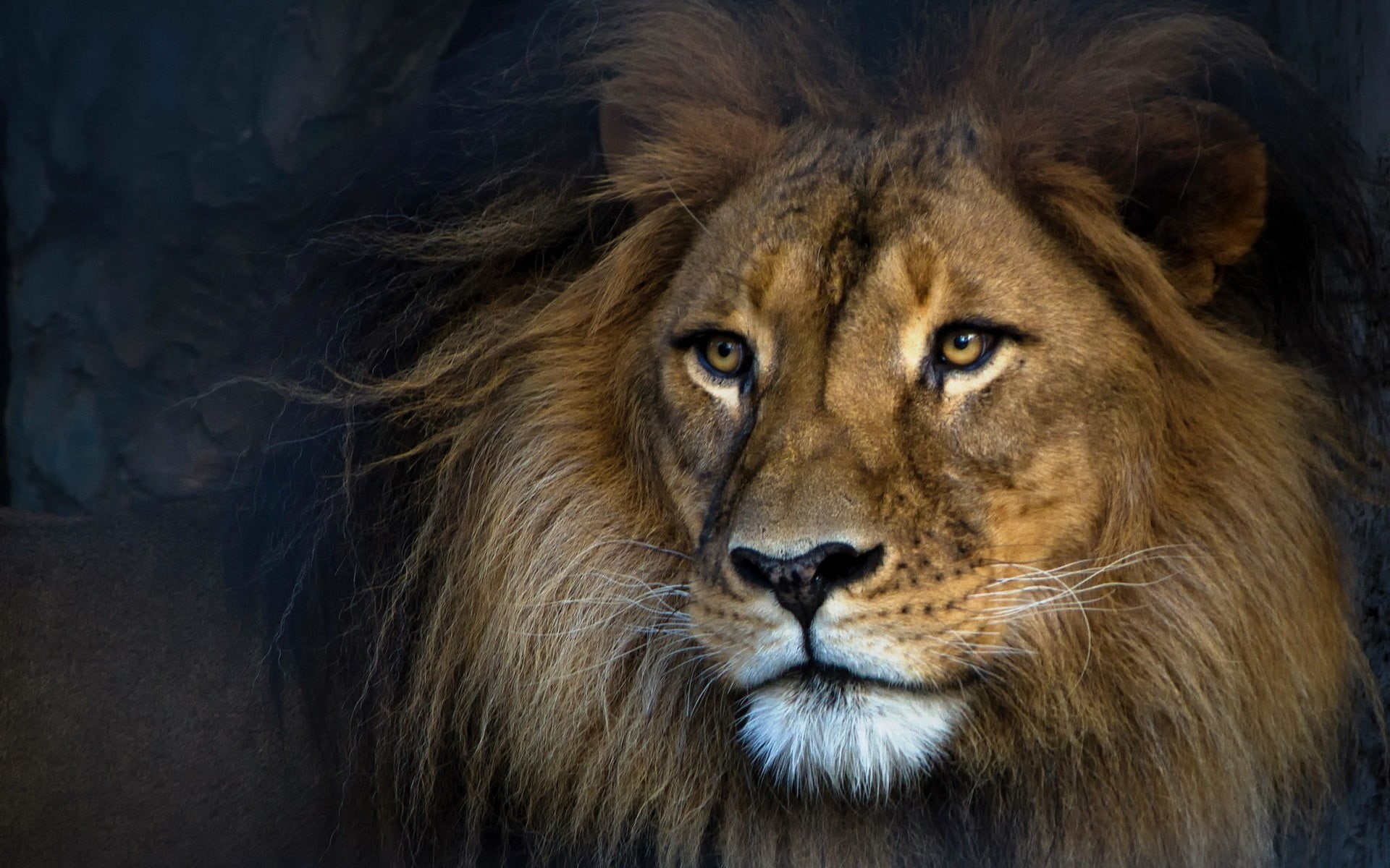 animal head, animal body part, male animal, 1080P, cat, vertebrate, lion, animals in the wild, one animal, whisker, safari, mammal, animal, feline, animal wildlife, HD Wallpaper