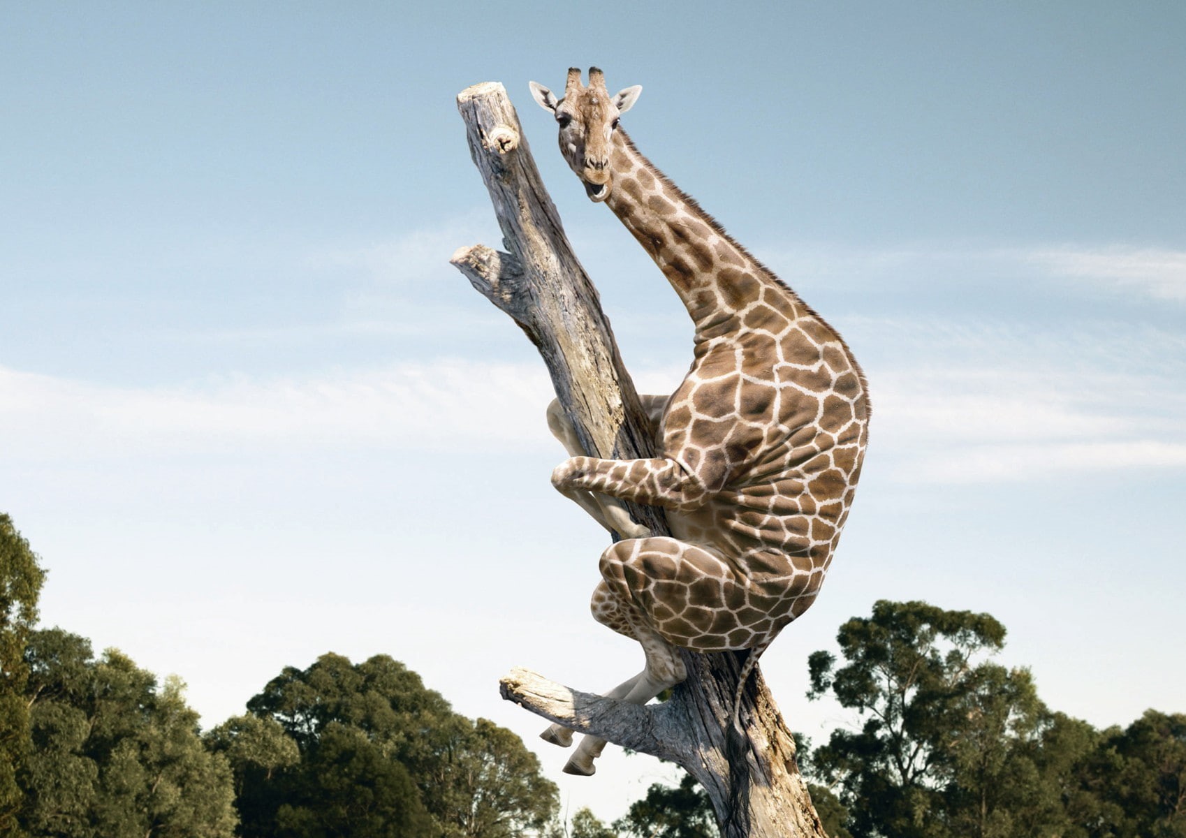 animals in the wild, giraffes, wildlife, animal wildlife, tree, vertebrate, outdoors, animals, 720P, sculpture, cloud - sky, animal themes, representation, HD Wallpaper