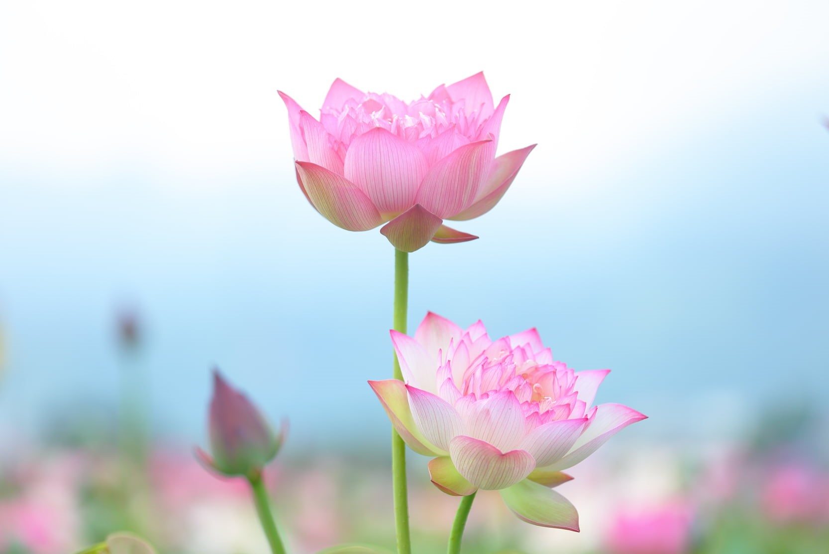 蓮花, pink Color, pink, nature, make-up, petal, beauty In Nature, lotus Water Lily, petaled, Transparent, flowers, 720P, freshness, pond, summer, flower Head, HD Wallpaper