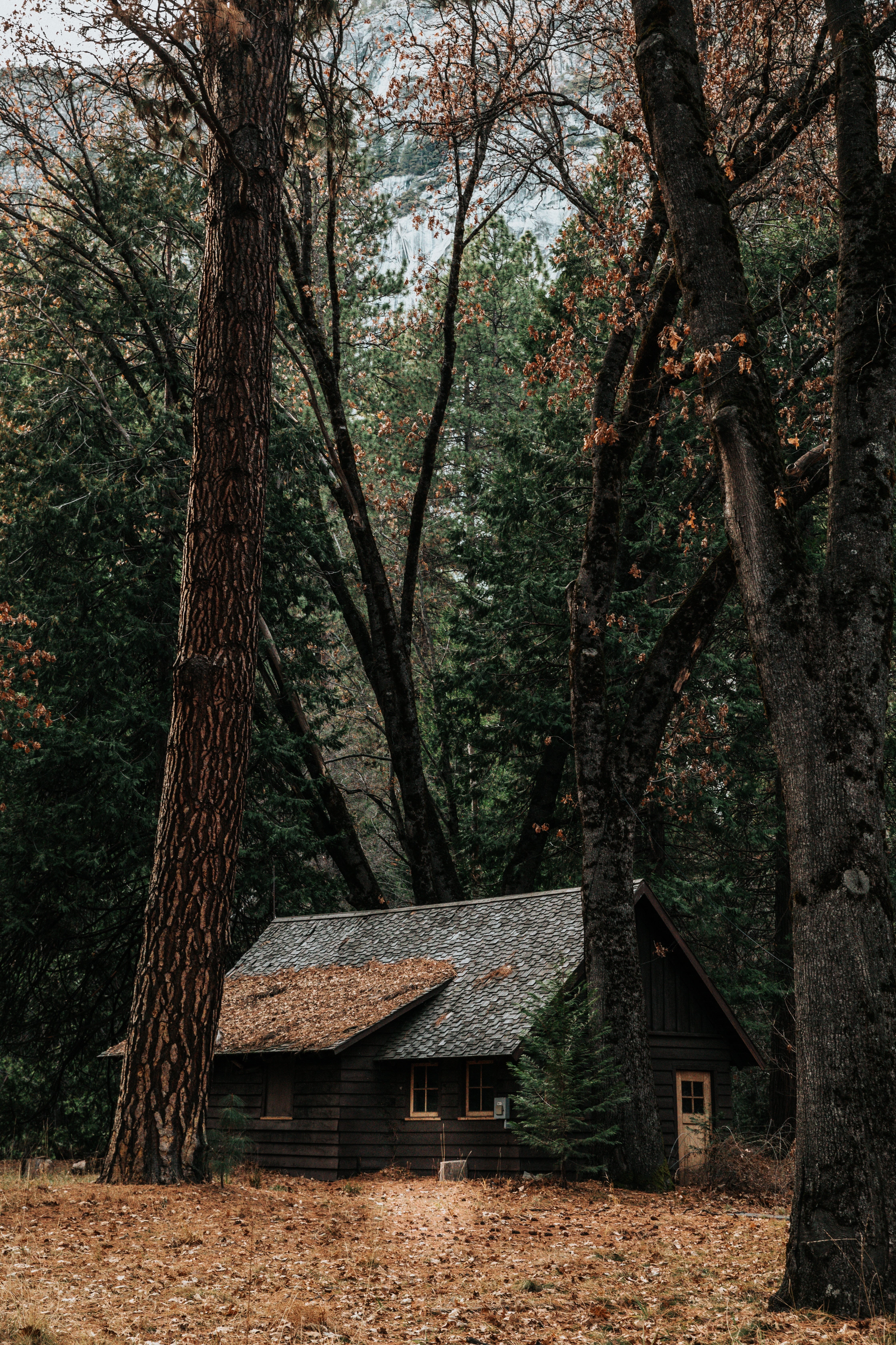 outdoors, tranquility, cabin, old-fashioned, non-Urban Scene, woodland, land, log Cabin, history, architecture, village, hut, abandoned, travel, rustic, Phone HD Wallpaper