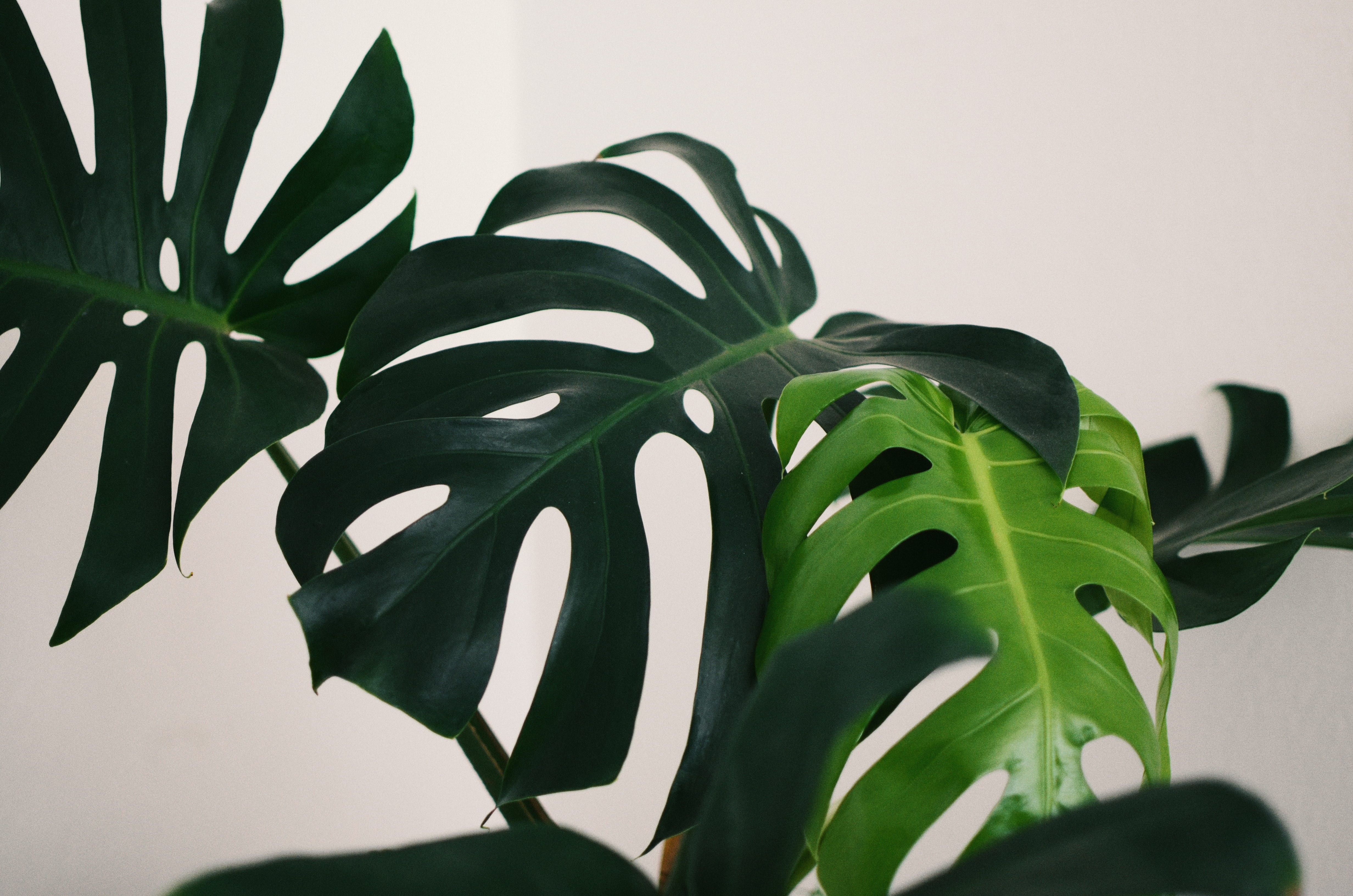 green color, houseplant, freshness, leaves, leaf, 4K, food, plant part, close-up, wall - building feature, minimal, food and drink, flower, studio shot, HD Wallpaper