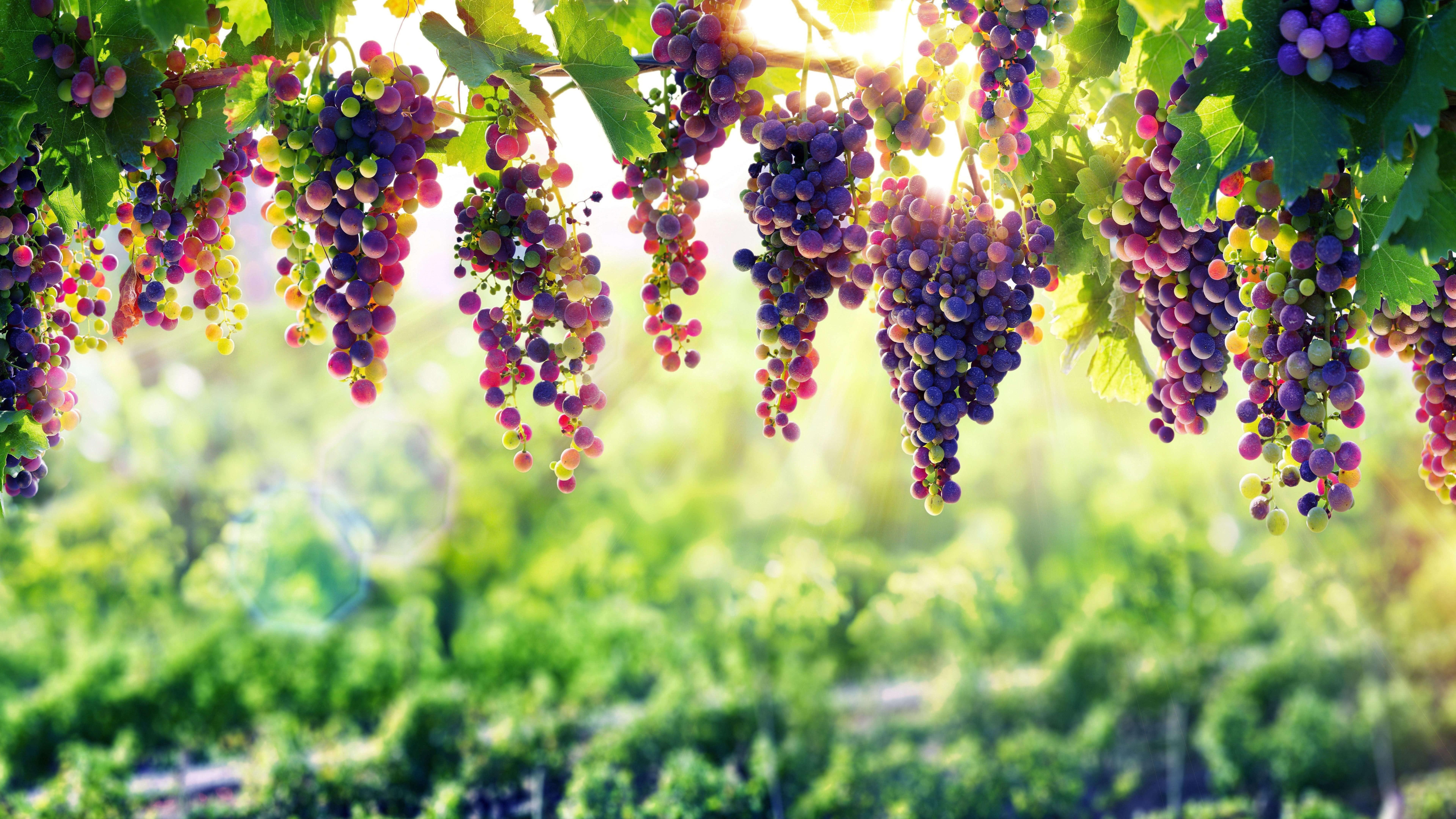 grapevine, grape, arbor, flora, 8k, 8K, sunlight, agriculture, autumn, plant, nature, 8k uhd, HD Wallpaper