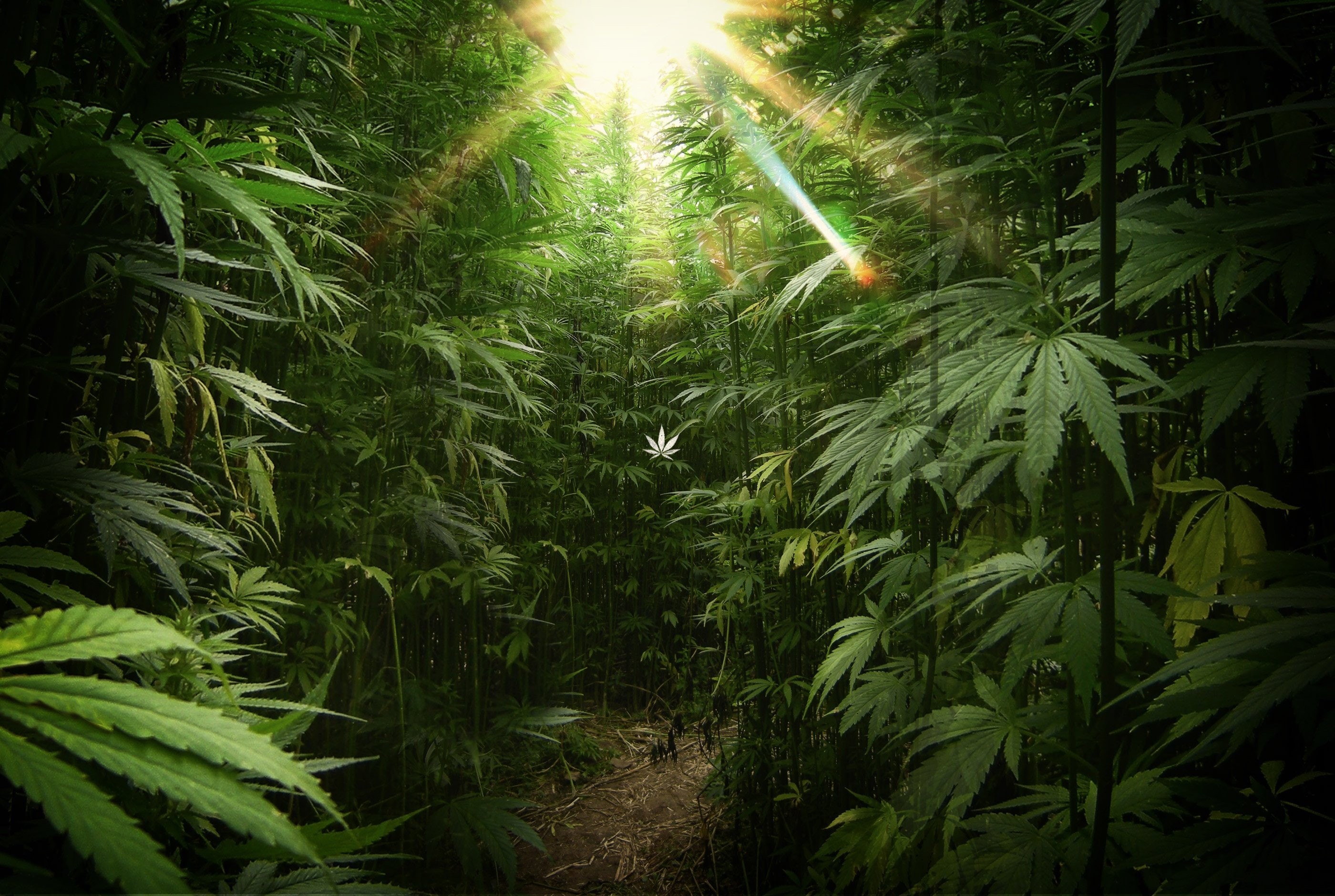 cannabis, 2K, nature, trippy, psychedelic, drugs, marijuana, rasta, reggae, plant, 420, weed, drug, HD Wallpaper