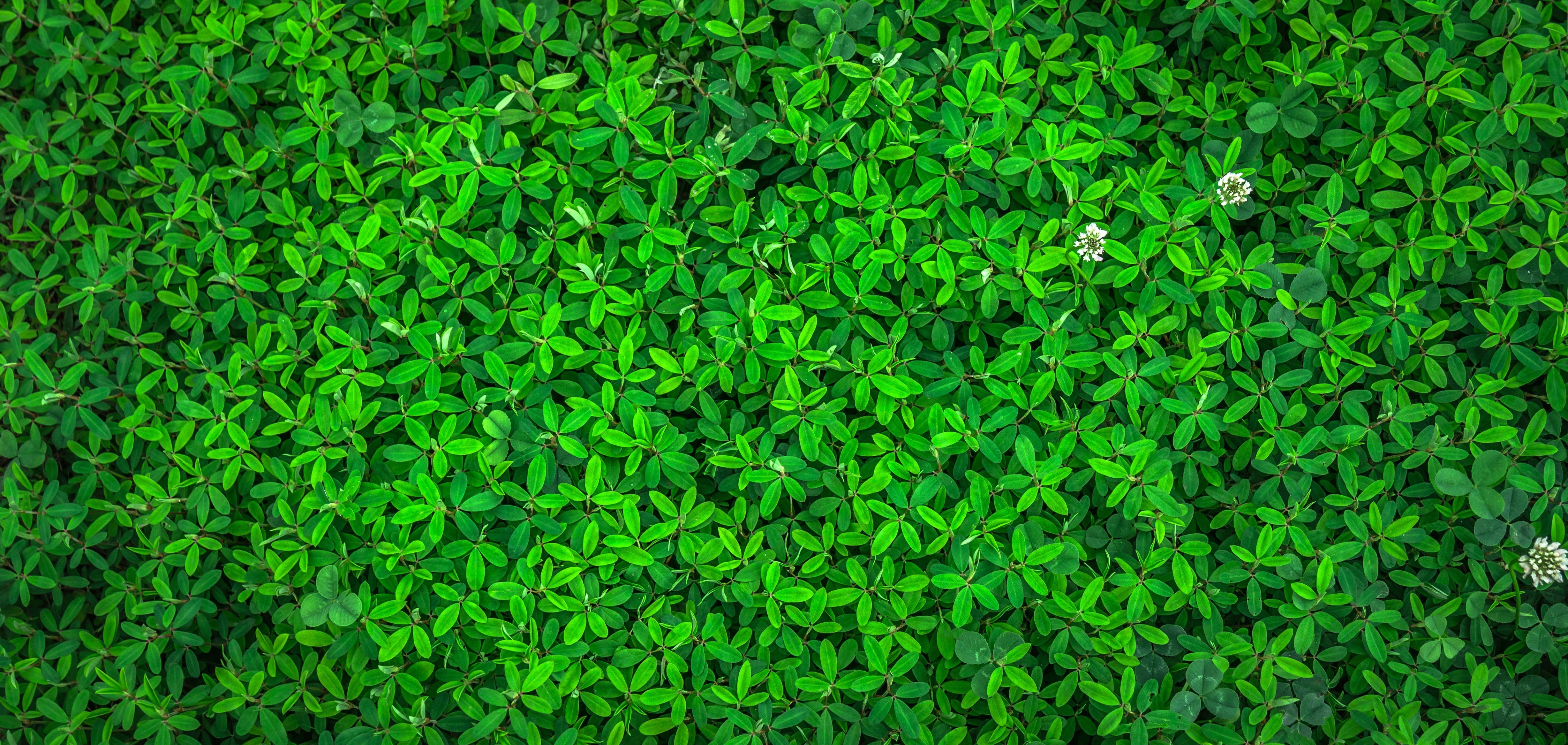 growth, high angle view, backgrounds, background, leaf, gregarious, plant part, spring, grass, green color, defocused, state of the union, full frame, no people, HD Wallpaper