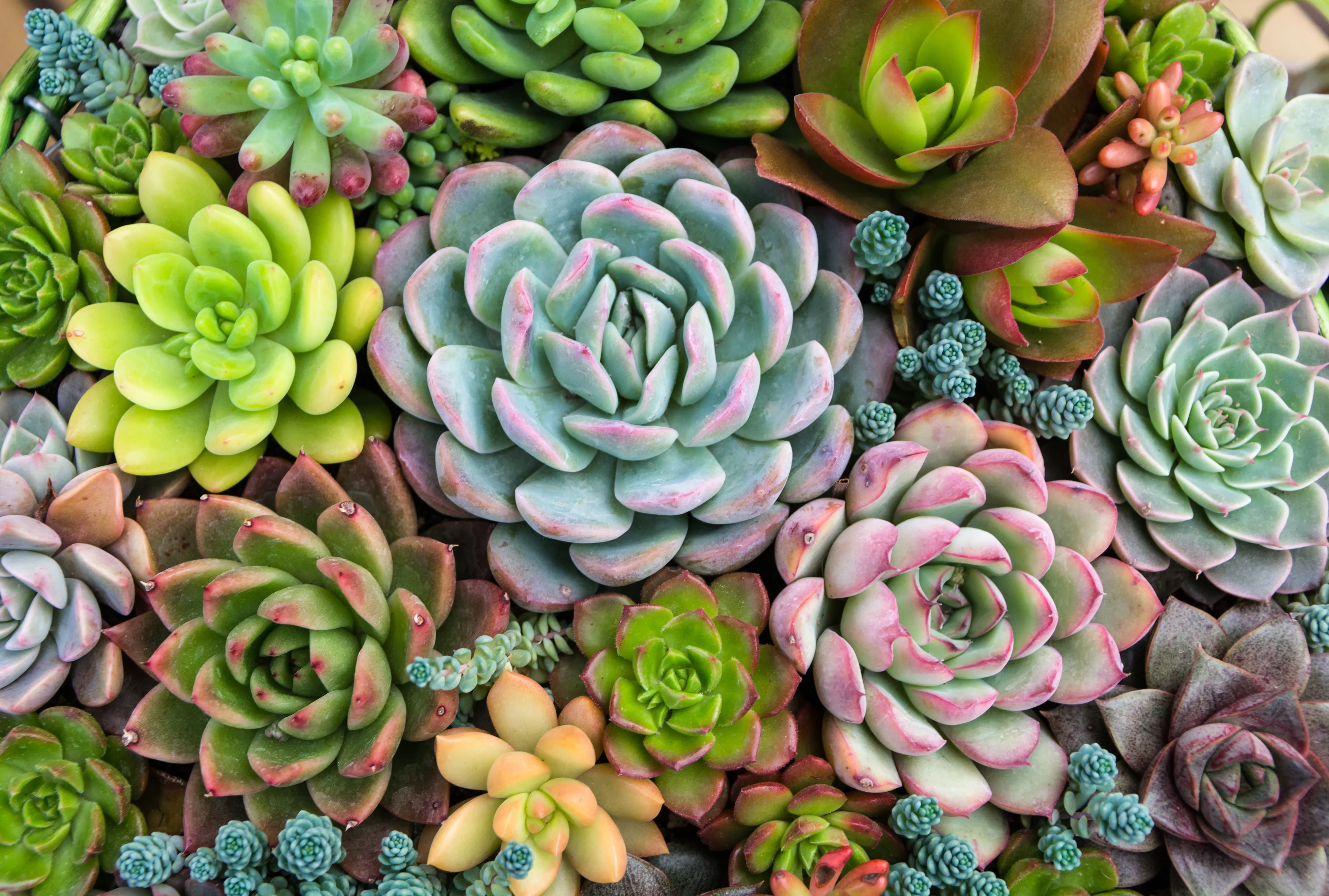 nature, 4K, Succulents, succulent, plant, plants, HD Wallpaper