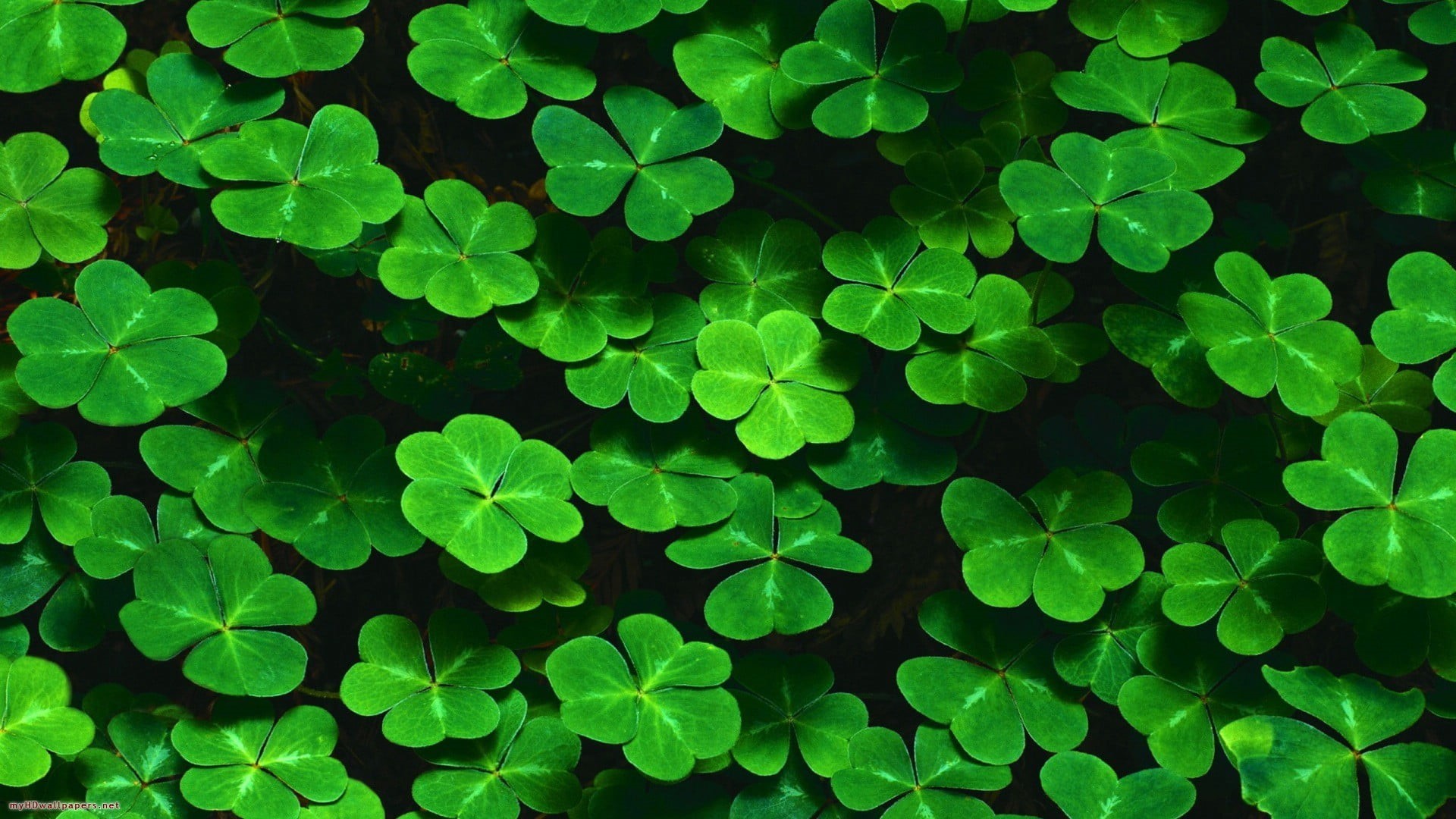 outdoors, no People, purity, close-up, summer, backgrounds, high angle view, vulnerability, st. Patricks Day, vibrant Color, Shamrock, full frame, plants, HD Wallpaper