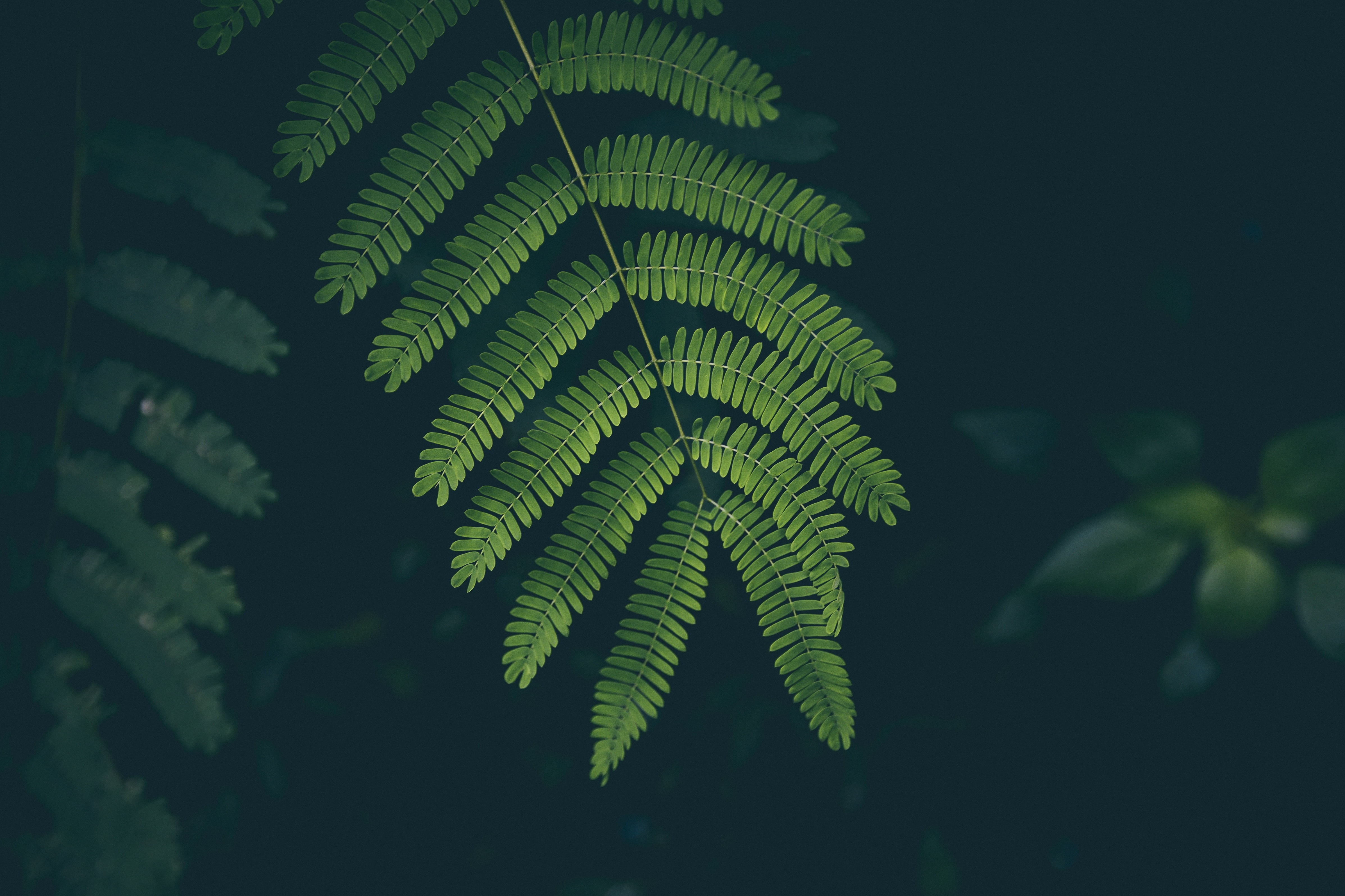 environment, outdoors, leaf, summer, botany, plants, no People, leaves, day, green Color, plant part, close-up, springtime, dark, selective focus, nature, HD Wallpaper