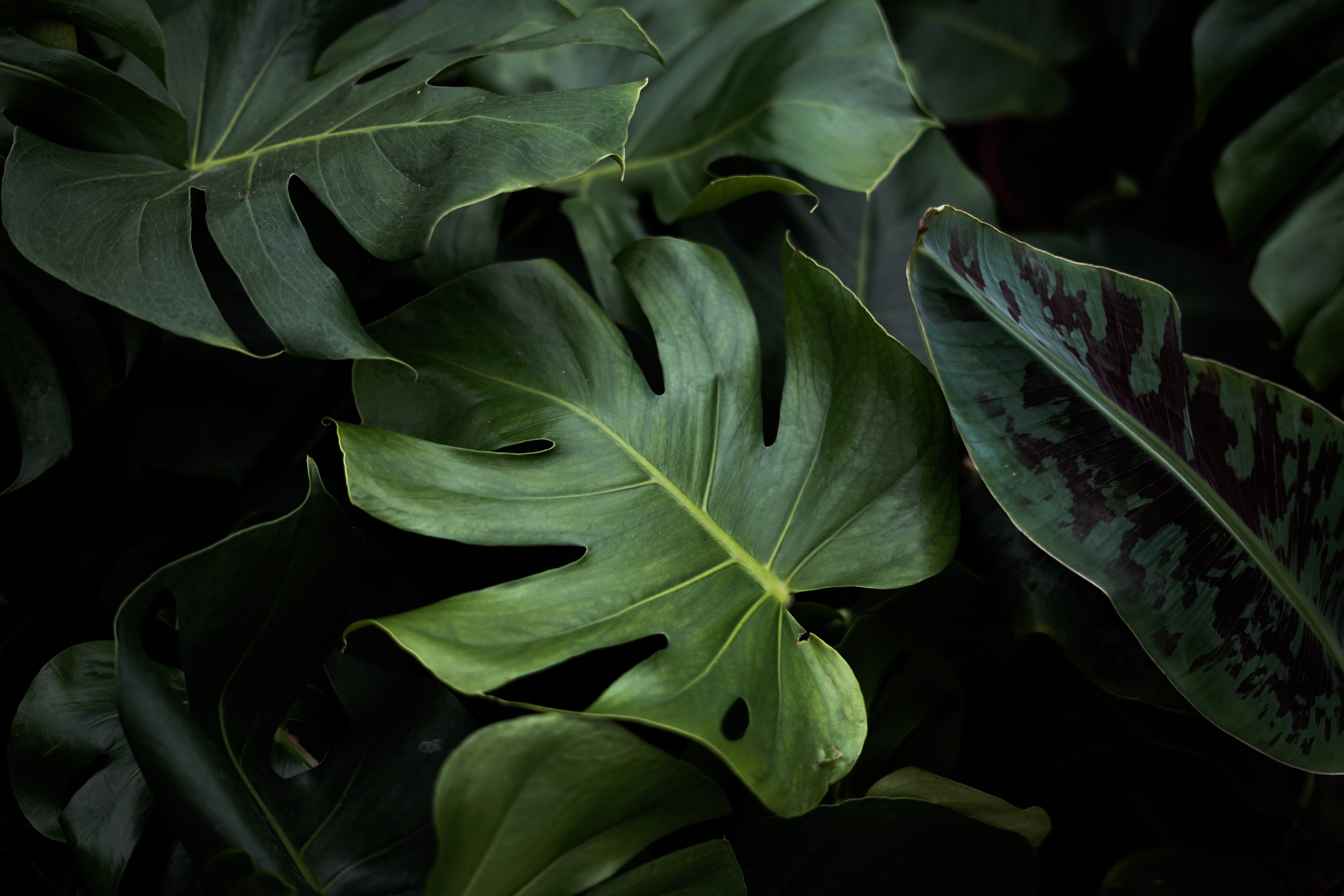 green color, gardening shop, green, gardener, no people, photography, garden, leaf, 5K, plants, freshness, leaves, food and drink, day, plant, closeup, HD Wallpaper