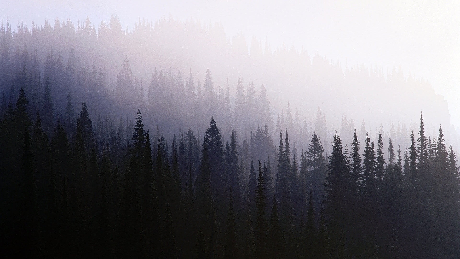 coniferous Tree, beauty In Nature, 1080P, spruce Tree, tranquility, mountain, land, pine Tree, no People, summer, outdoors, morning, winter, environment, HD Wallpaper