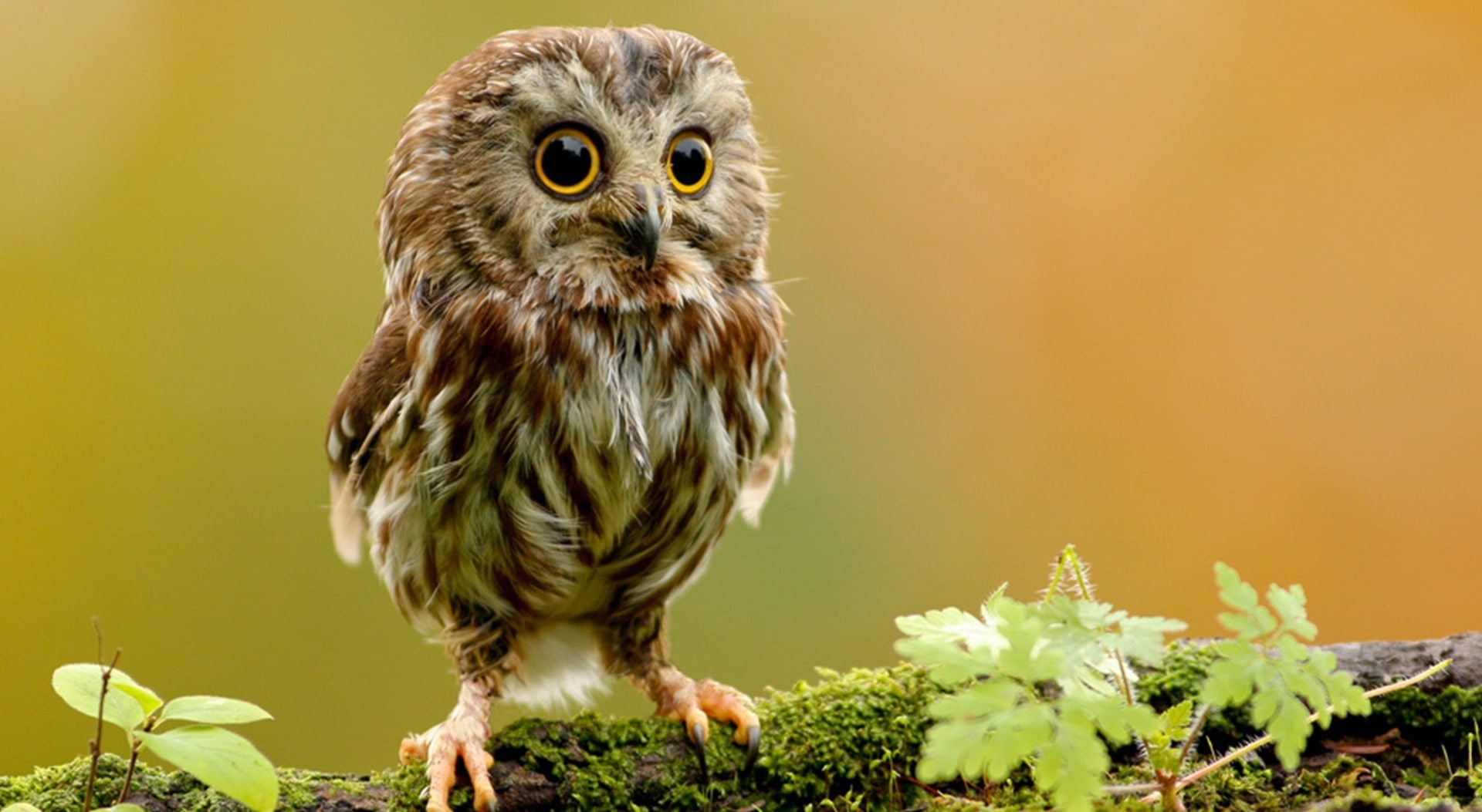 Cute, animals in the wild, owl, day, brown, bird of prey, gray, Baby, outdoors, close-up, falcon - bird, portrait, perching, plant, Animal, beak, Animals, HD Wallpaper