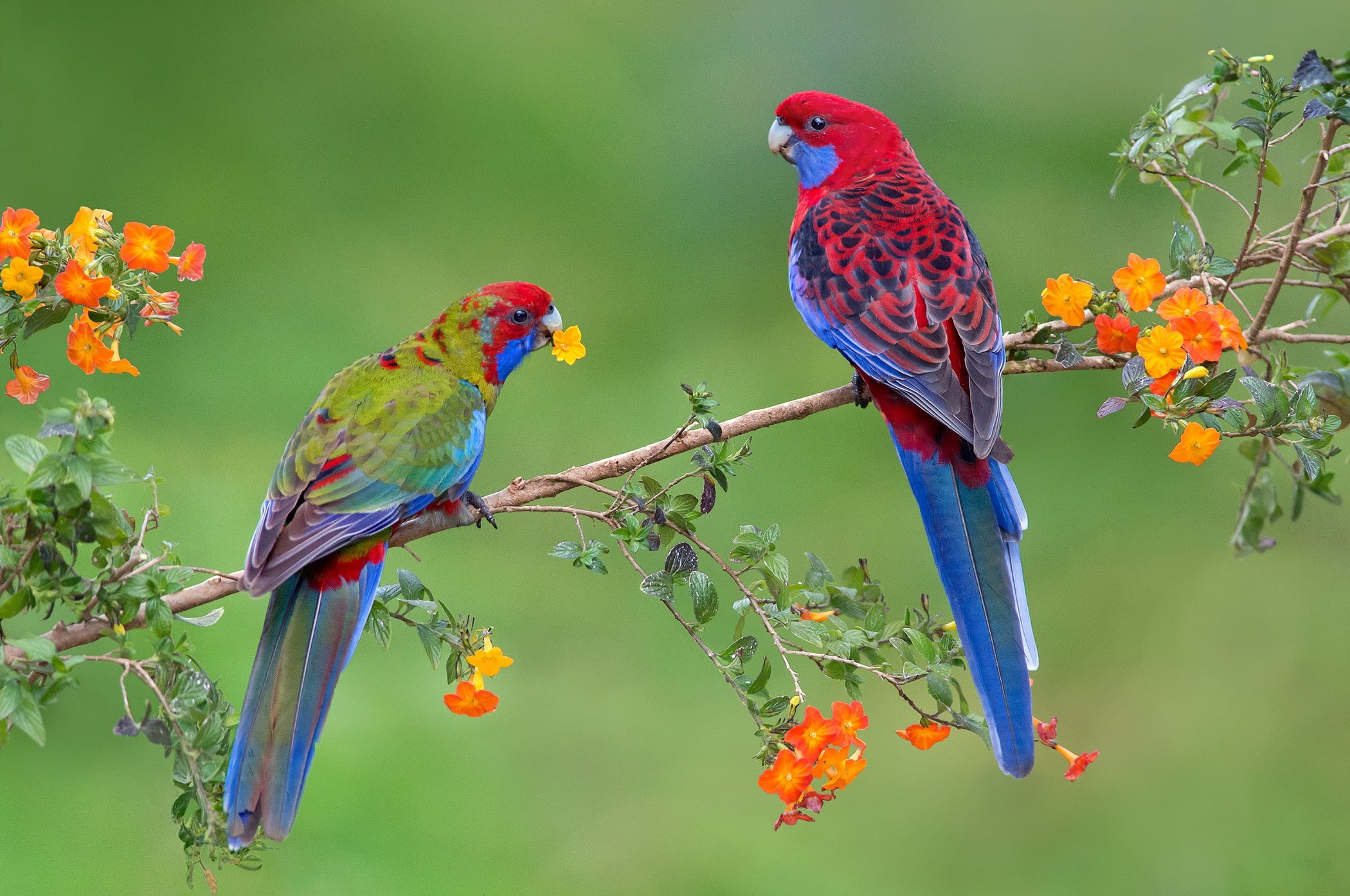 parrot, Bird, 1080P, parrots, birds, branch, couple, HD Wallpaper