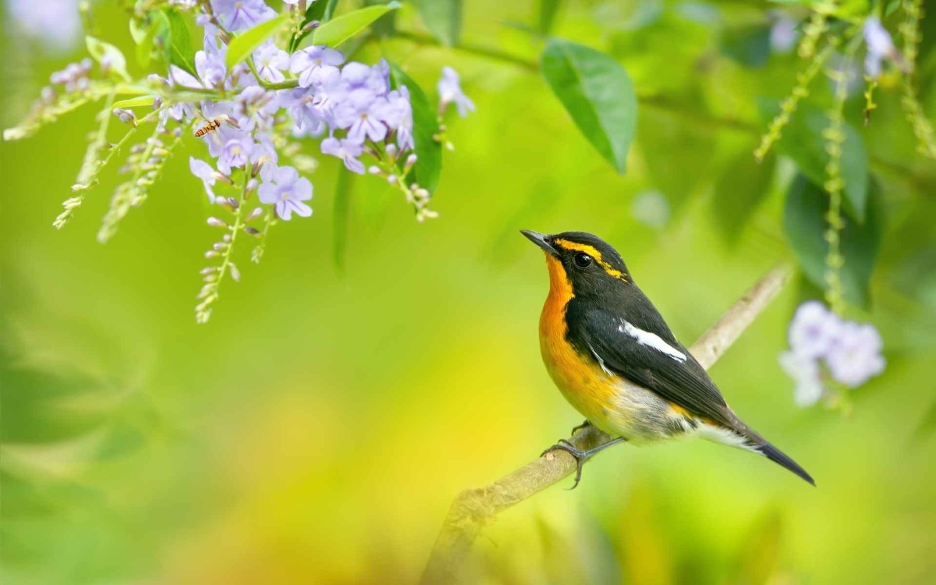 maya, Spring, Blue, Flowers, yellow, Bird, 1080P, Branch, black, Tree, HD Wallpaper