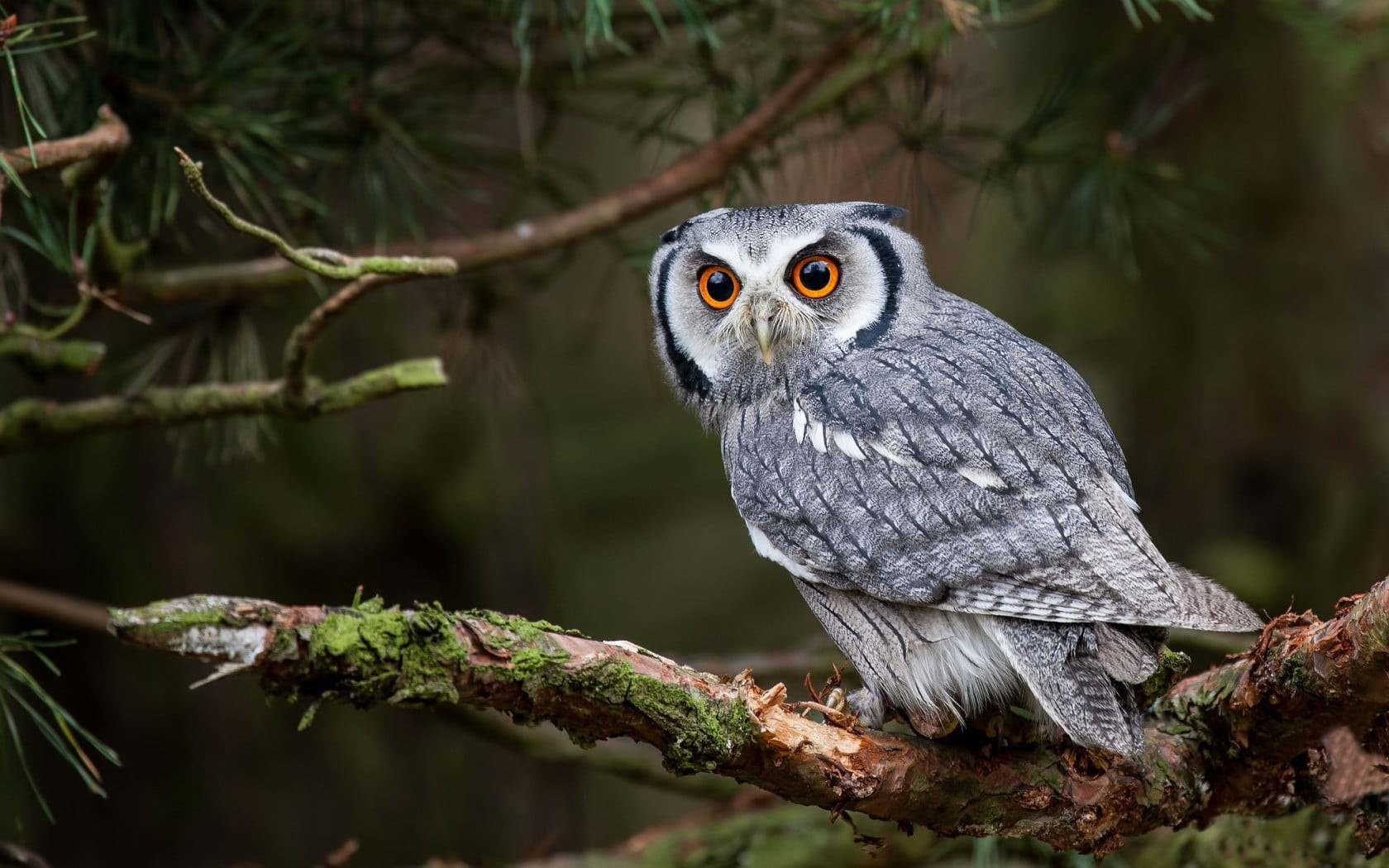 perching, plant, bird, birds, focus on foreground, outdoors, animals in the wild, portrait, white, owl, animal wildlife, eagle, nature, vertebrate, one animal, HD Wallpaper
