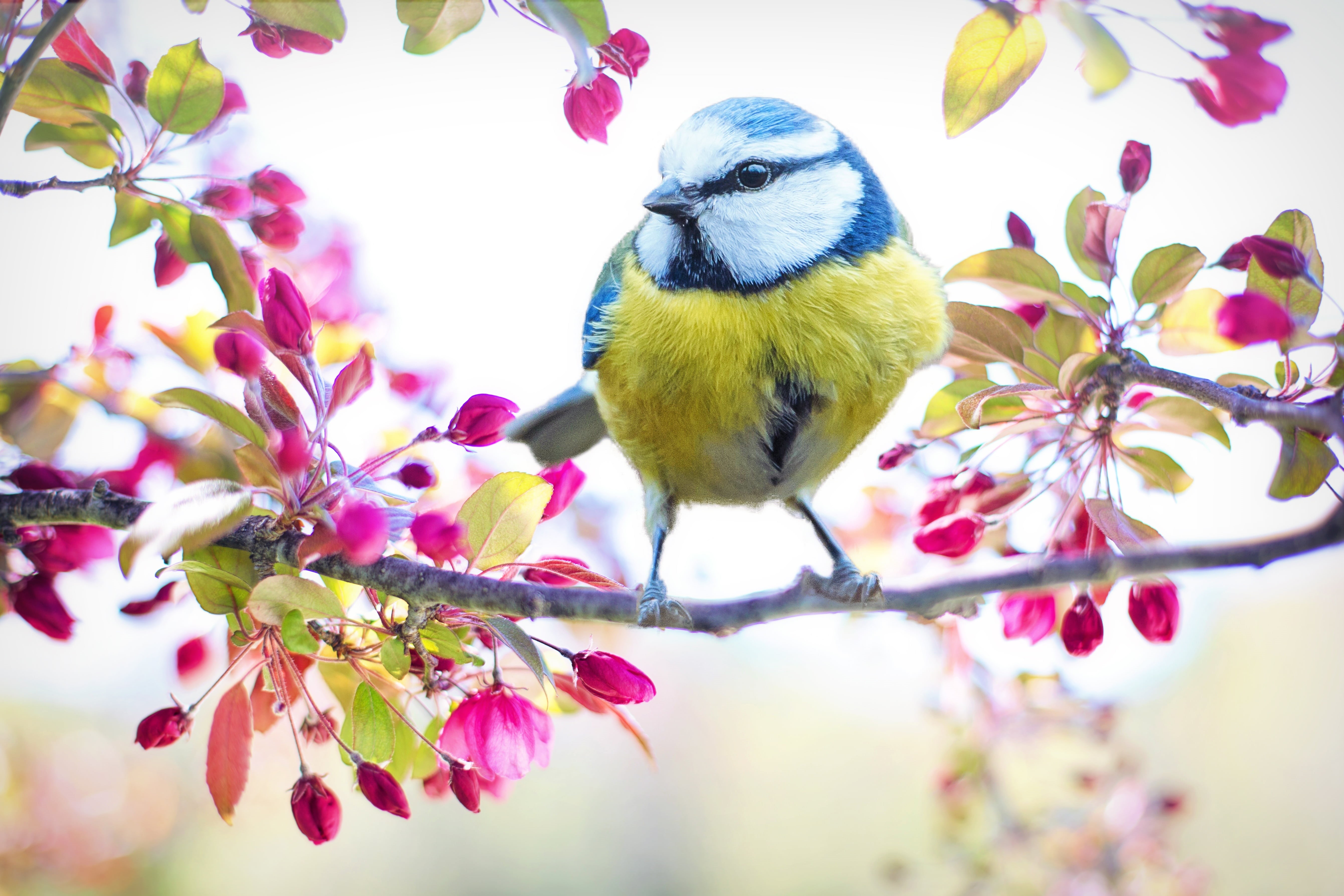 fragility, focus, animal, 5K, spring, one animal, shallow, animal themes, nature, yellow, flower, white, green, cherry blossom, tree, beauty in nature, HD Wallpaper