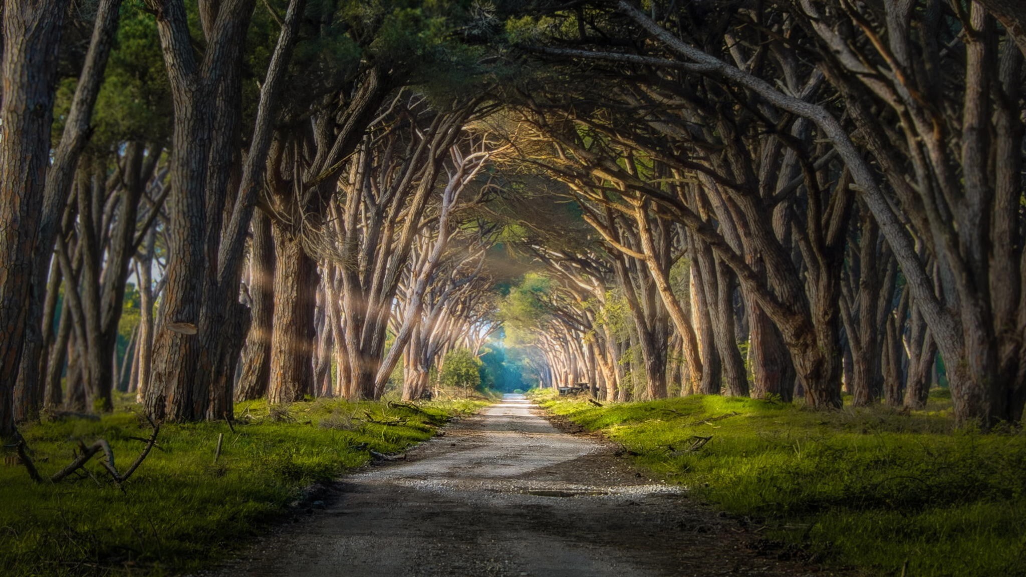 footpath, outdoors, treelined, no people, tree trunk, diminishing perspective, tranquility, trunk, land, road, beauty in nature, bare, plant, Italy, 1080P, HD Wallpaper