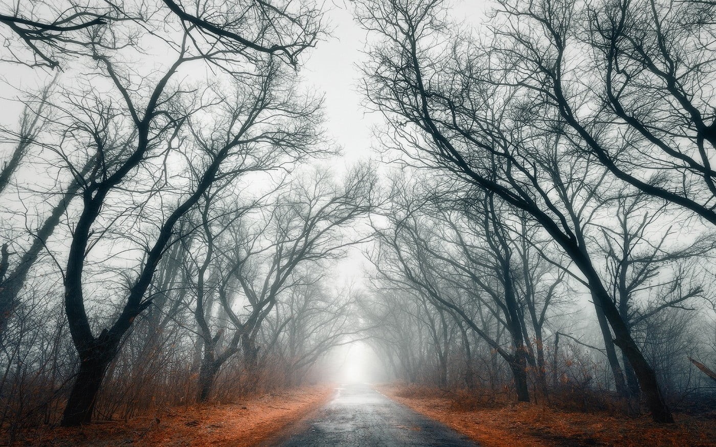 nature, tranquil scene, tree, footpath, leaves, trees, transportation, cold - Temperature, street, leaf, branch, rural Scene, diminishing perspective, pathway, HD Wallpaper