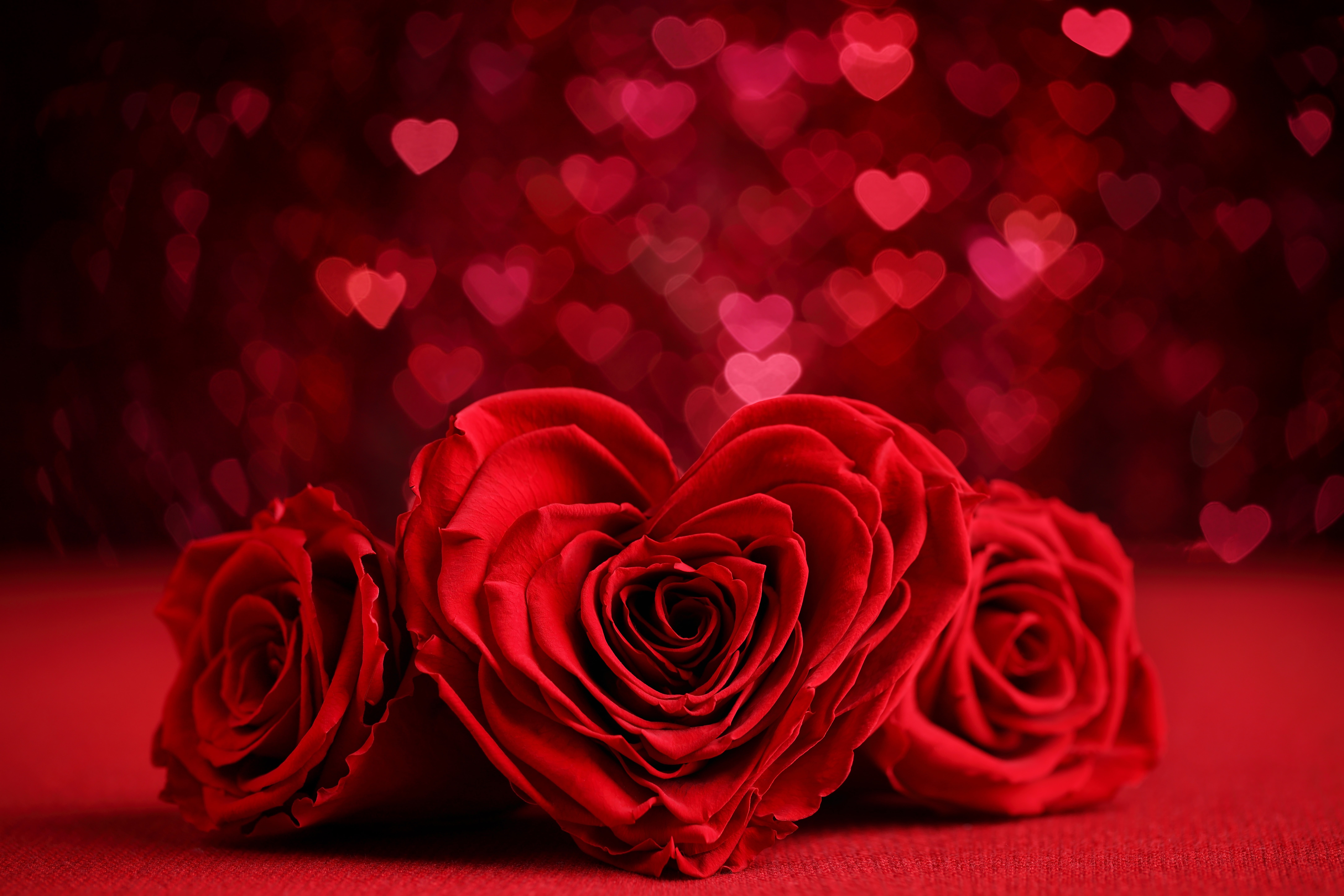 heart-shaped, 8K, romantic, bokeh, day, red, flower, valentines, rose, HD Wallpaper