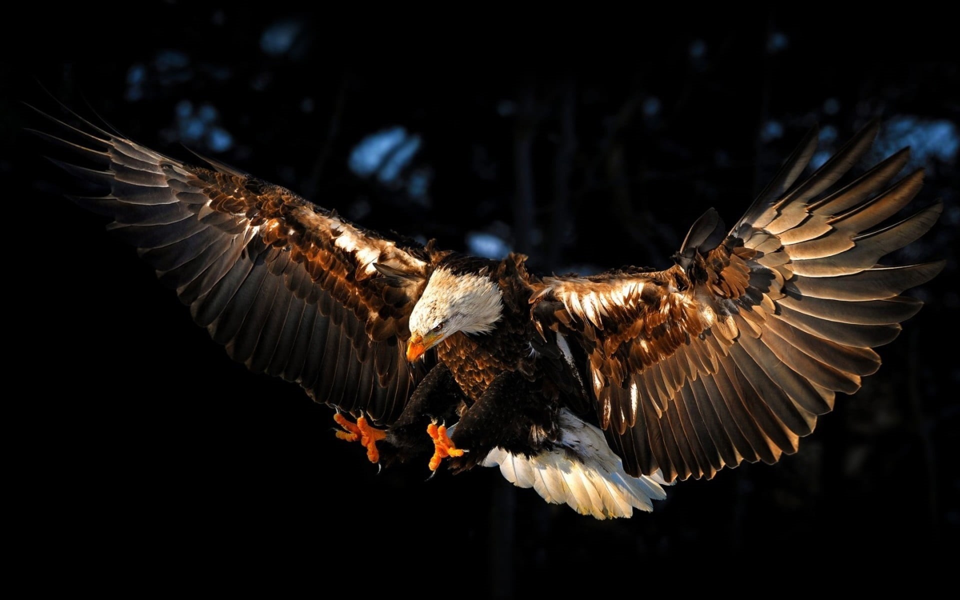 animal, animal body part, no people, outdoors, nature, animal wildlife, animals, animals in the wild, eagle, eagle - bird, 1080P, black background, bald eagle, HD Wallpaper