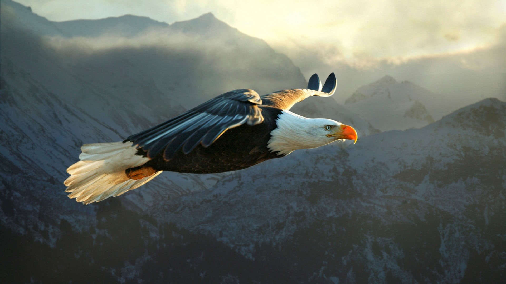 bird, day, beauty in nature, nature, animal wildlife, spread wings, one animal, mountain range, beak, animal, bald eagle, animal themes, white, mountain, HD Wallpaper