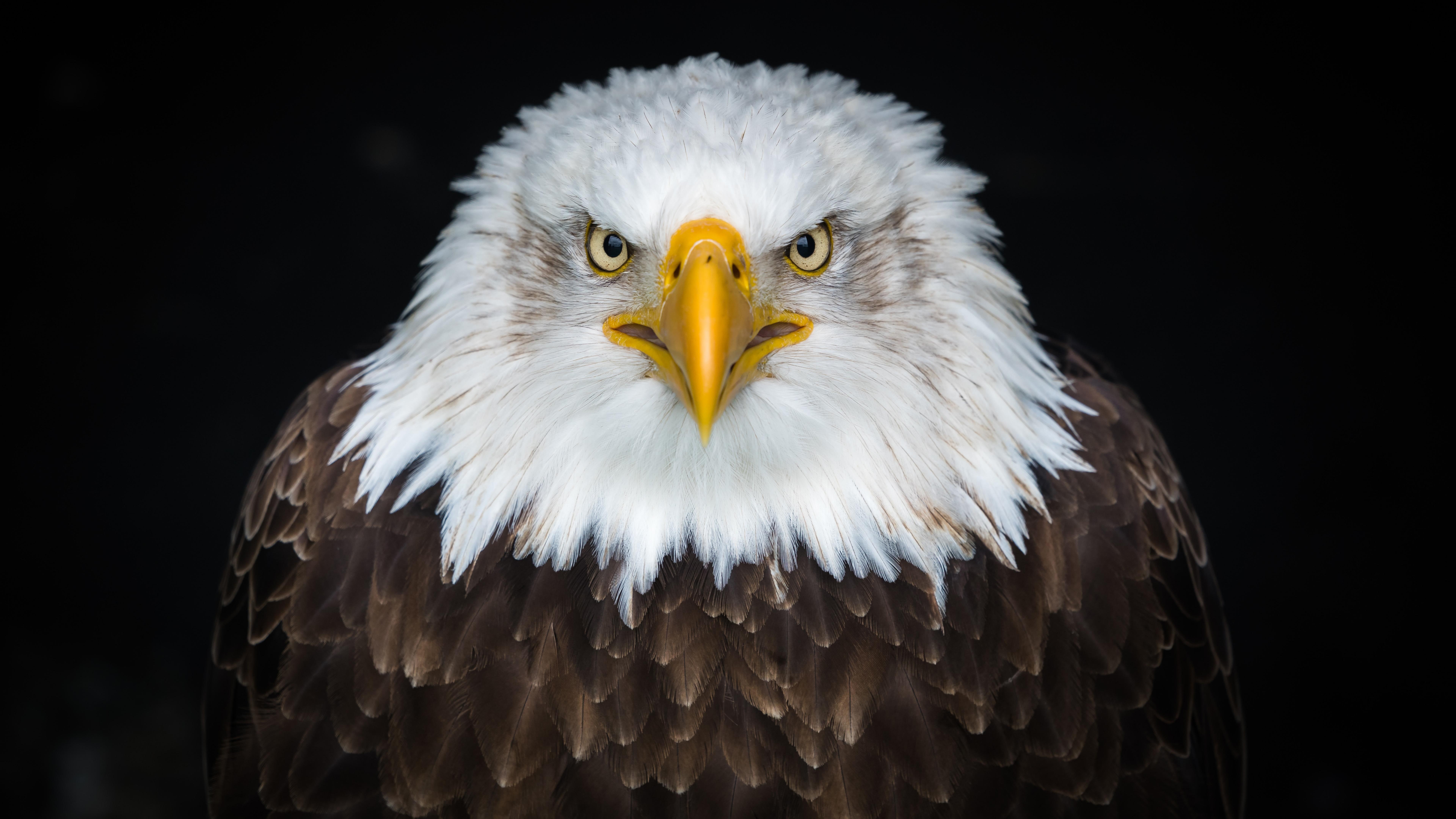 bird, close up, bird of prey, photography, beak, eagle, 8k, bald eagle, 8K, 8k uhd, wildlife, HD Wallpaper