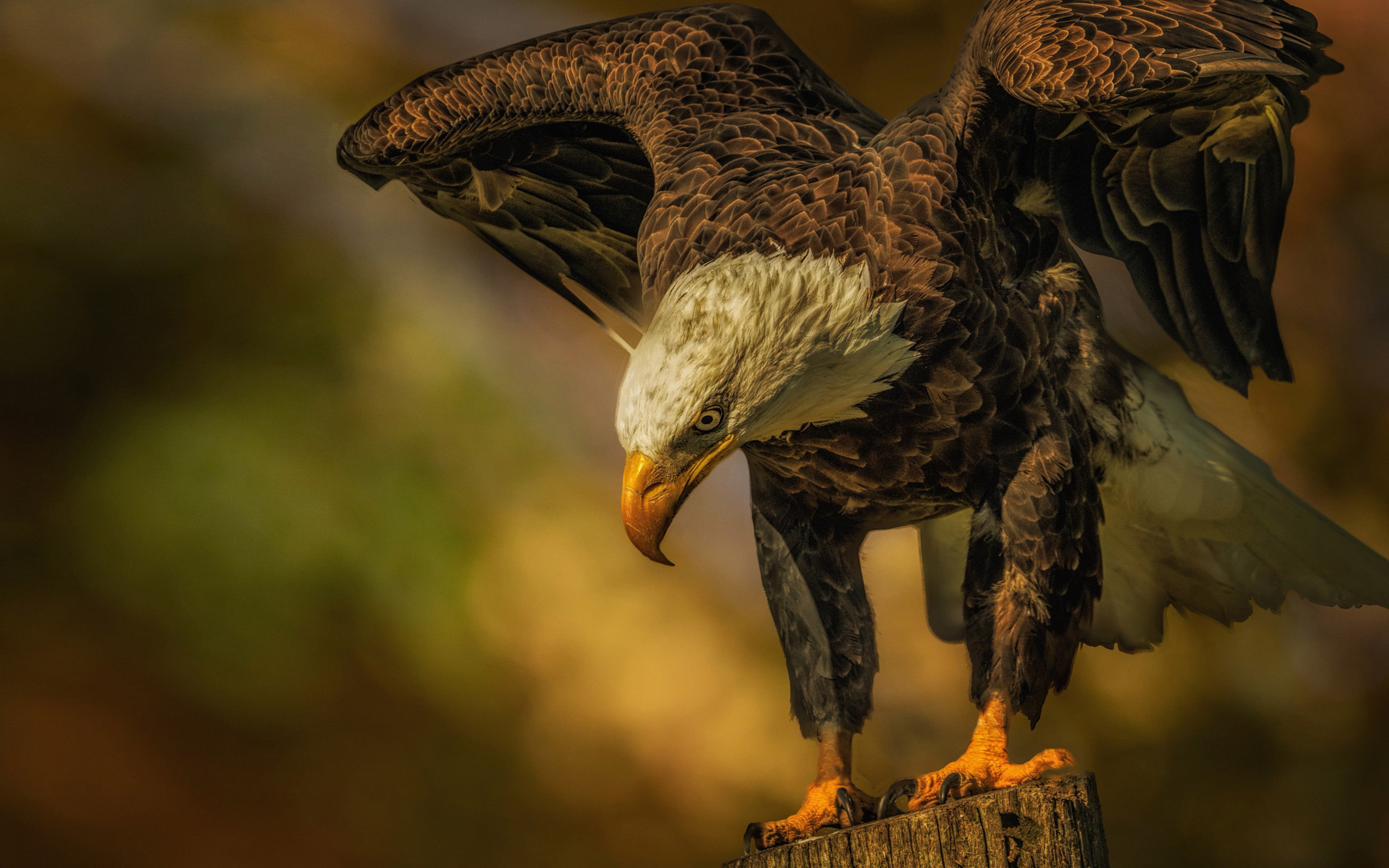 feeds, outdoors, nature, wooden post, brown, animal themes, animals in the wild, one animal, bald, american, day, flying, no people, vertebrate, mainly, HD Wallpaper