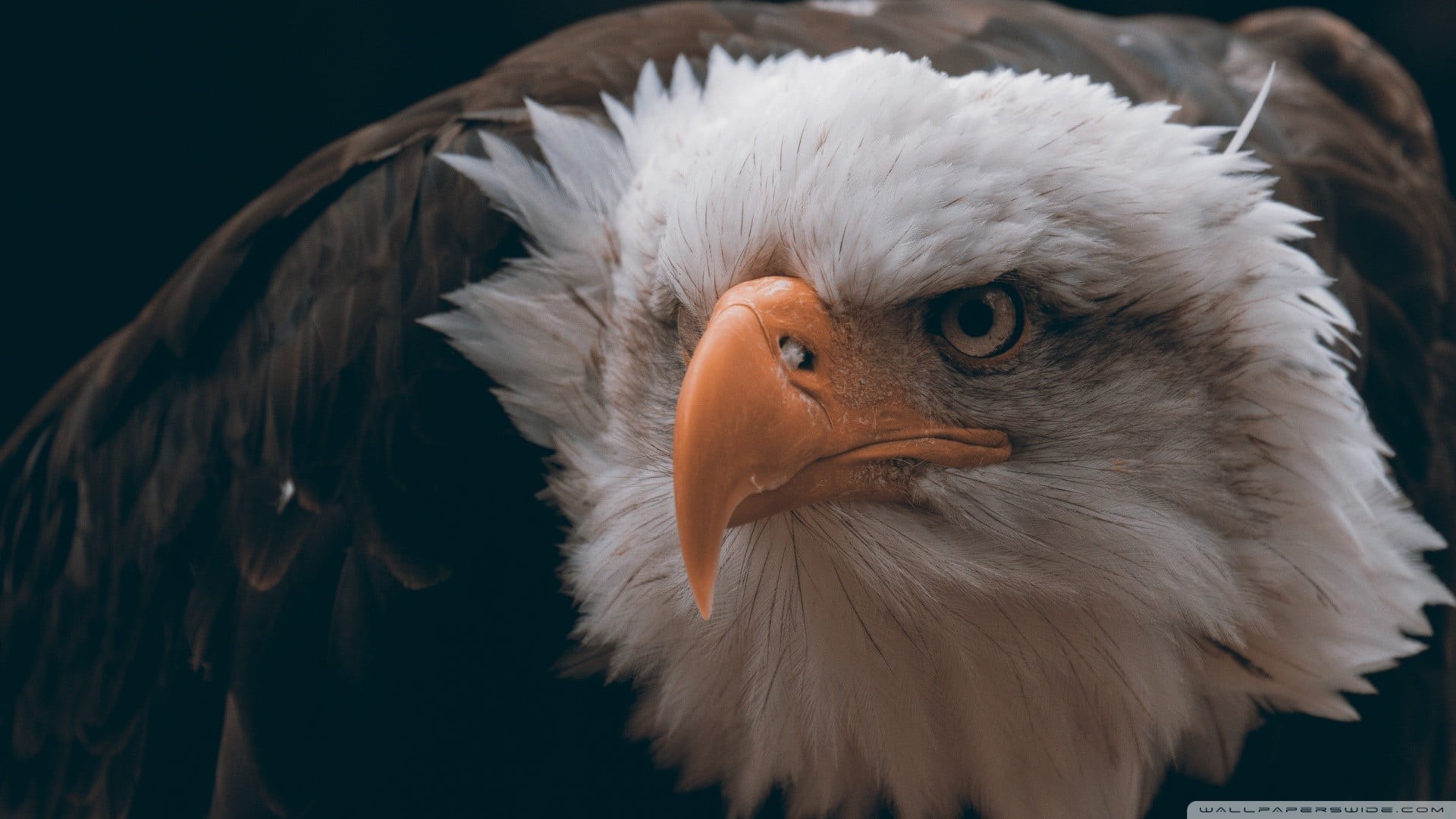 close-up, feather, looking away, white color, no people, beak, vertebrate, animals, animal eye, animal wildlife, bald, eagle, animal, focus on foreground, HD Wallpaper