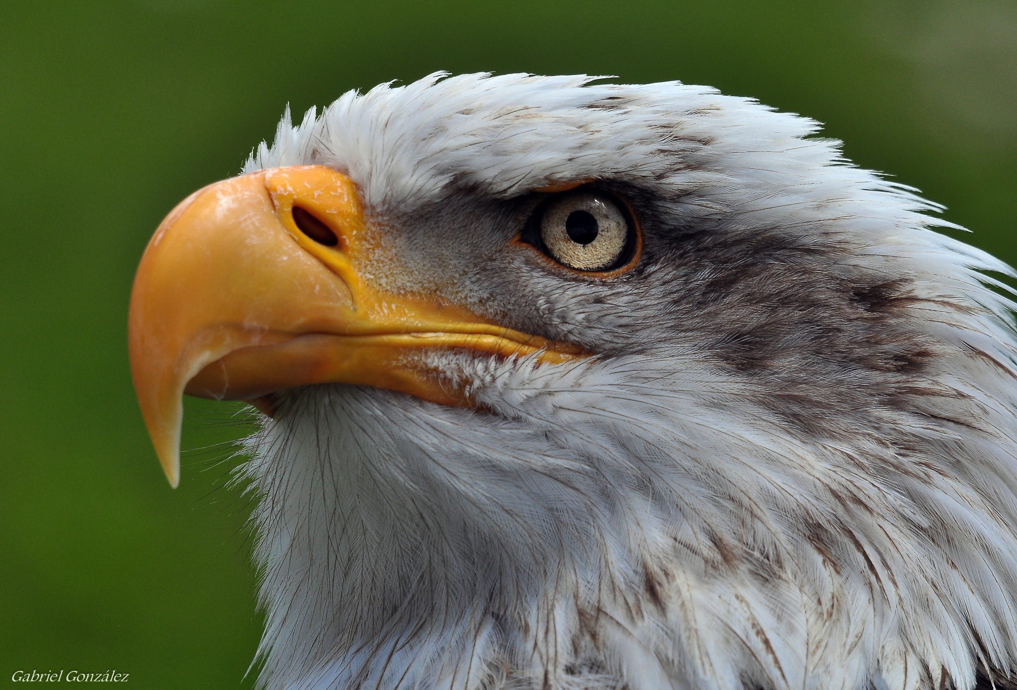 animal, Galicia, nature, de, bird, Nikon D90, Sigma, white eagle, wildlife, España, white, Coruña, beak, Cantabria, aves, 4K, eagle - Bird, bird of Prey, HD Wallpaper