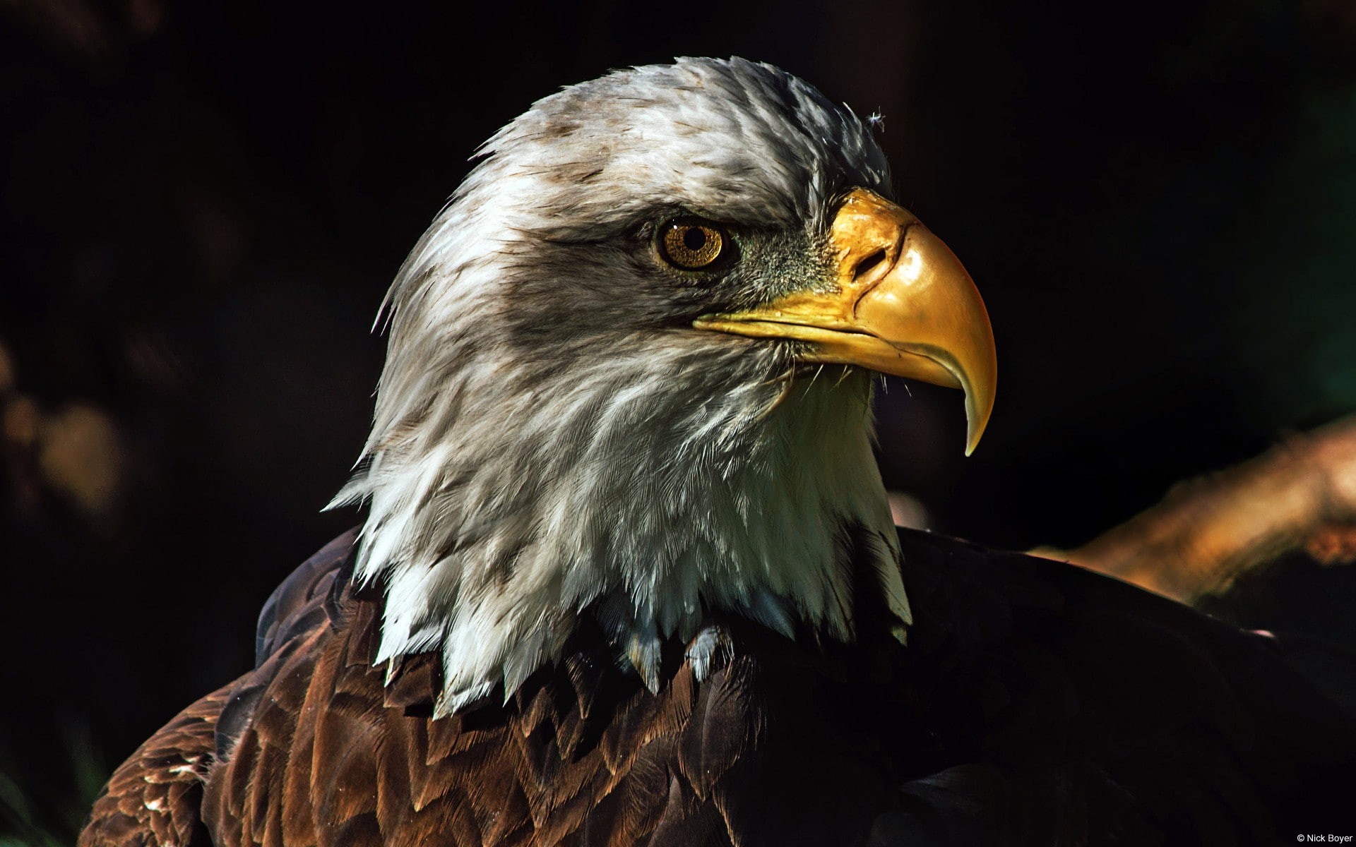 animal head, focus on foreground, bald eagle, animal wildlife, one animal, looking, animals in the wild, nature, looking away, bird of prey, animal body part, HD Wallpaper