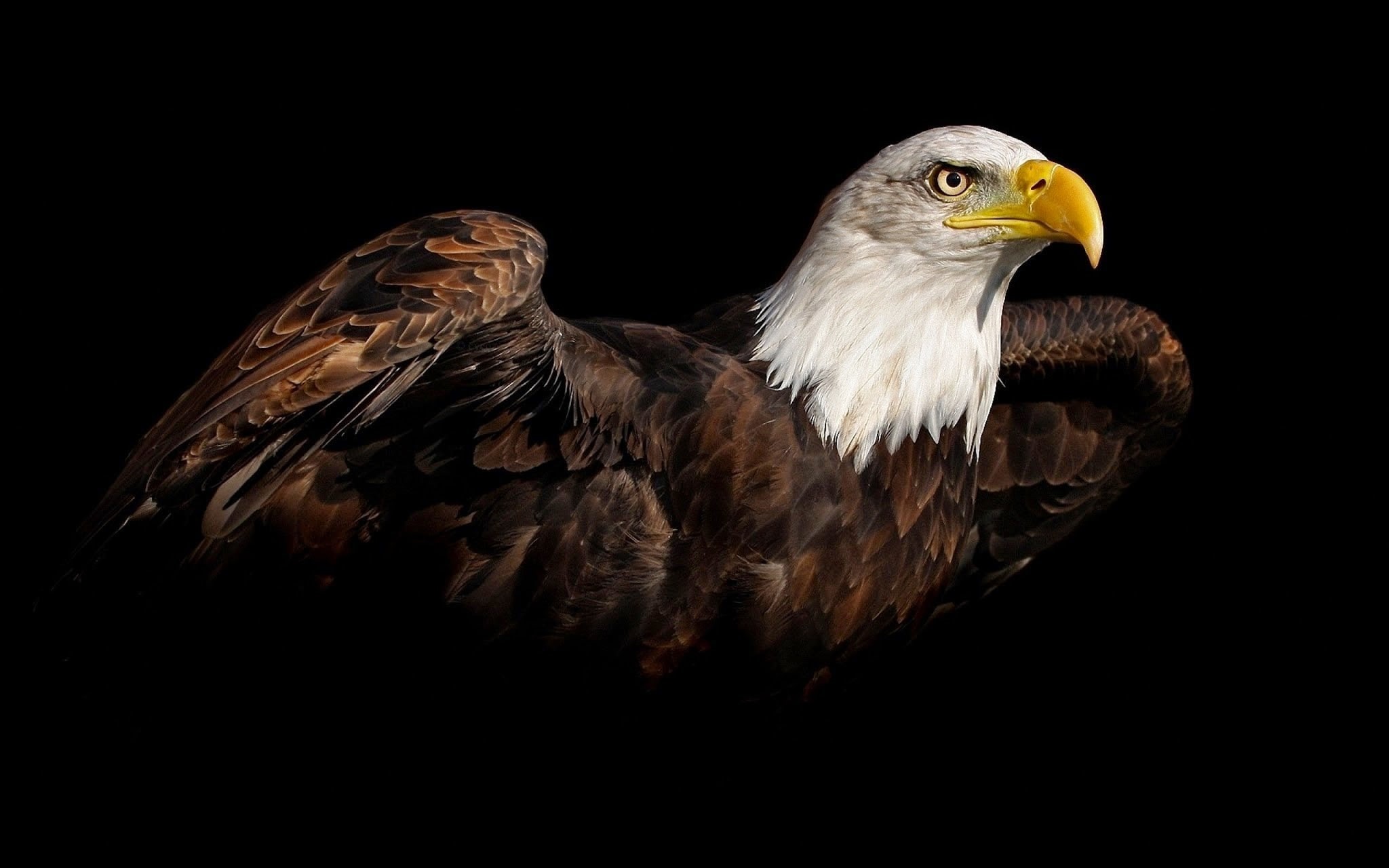 bald eagle, birds, simple background, 1080P, nature, HD Wallpaper