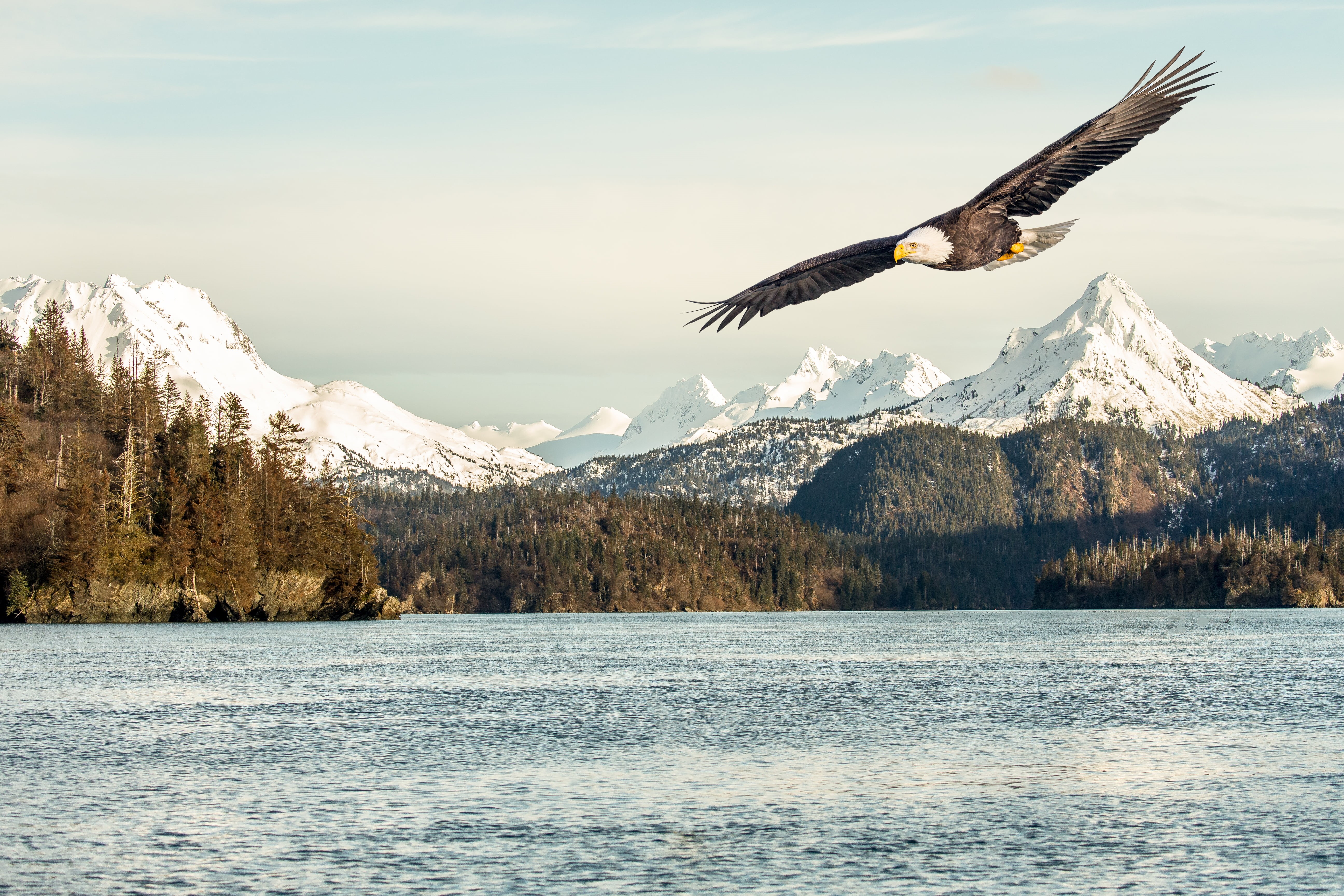 Explored, alaska, Memory, wildlife, 5K, Kachemak Bay, Andy, flying, outdoors, photo, composite, eagle  Alaska, Bald Eagle, lake, Landscape, distance, snow, HD Wallpaper