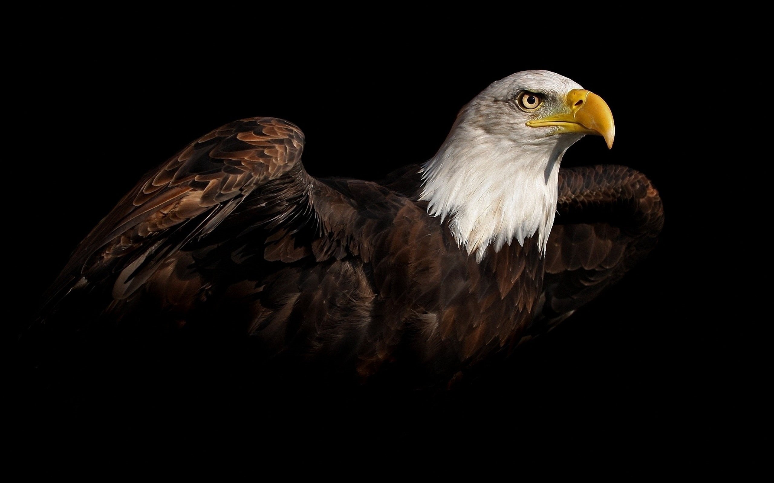 no people, beak, animal, eagle - bird, bird, 2K, black background, eagle, copy space, studio shot, looking, bird of prey, animal head, bald eagle, animal wildlife, HD Wallpaper