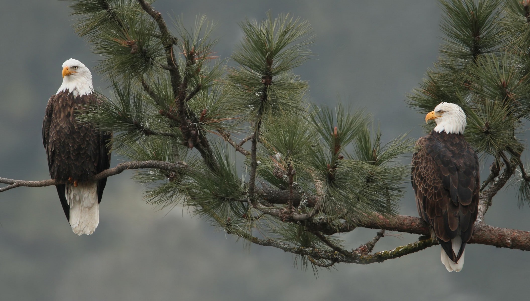 eagle, Bird, branch, bald, Bald eagle, 1080P, HD Wallpaper